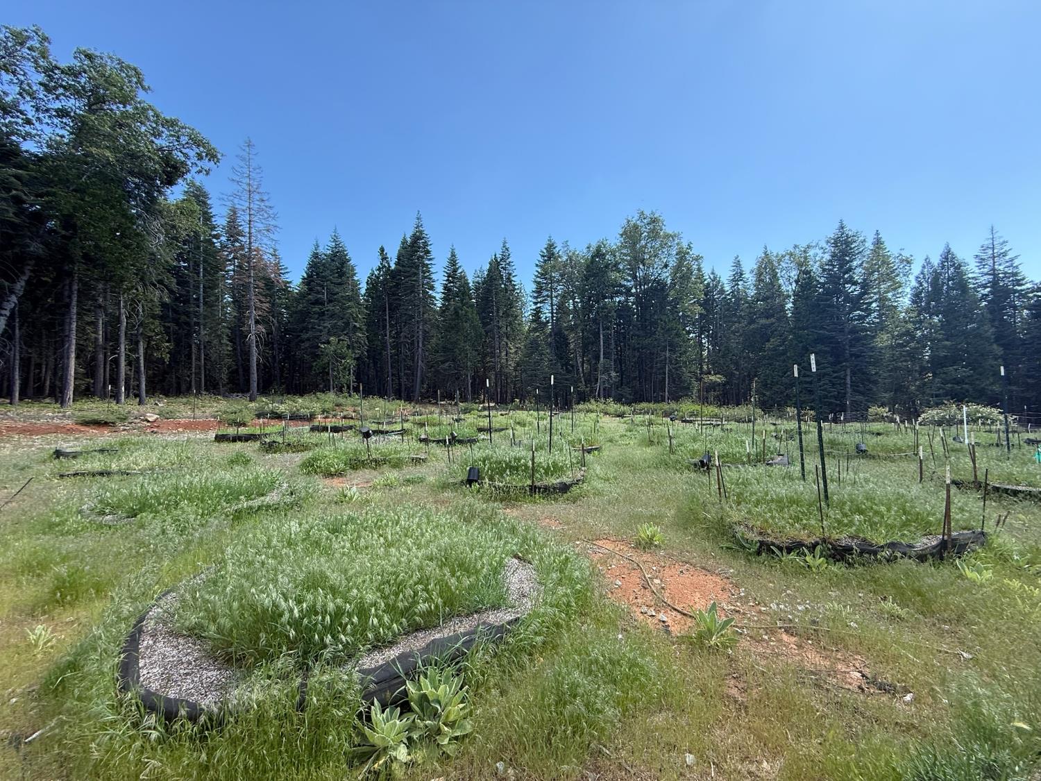 14940 Chalk Bluff Road Nevada City, CA 95959 - Photo 21 of 29 a view of outdoor space with green field and trees