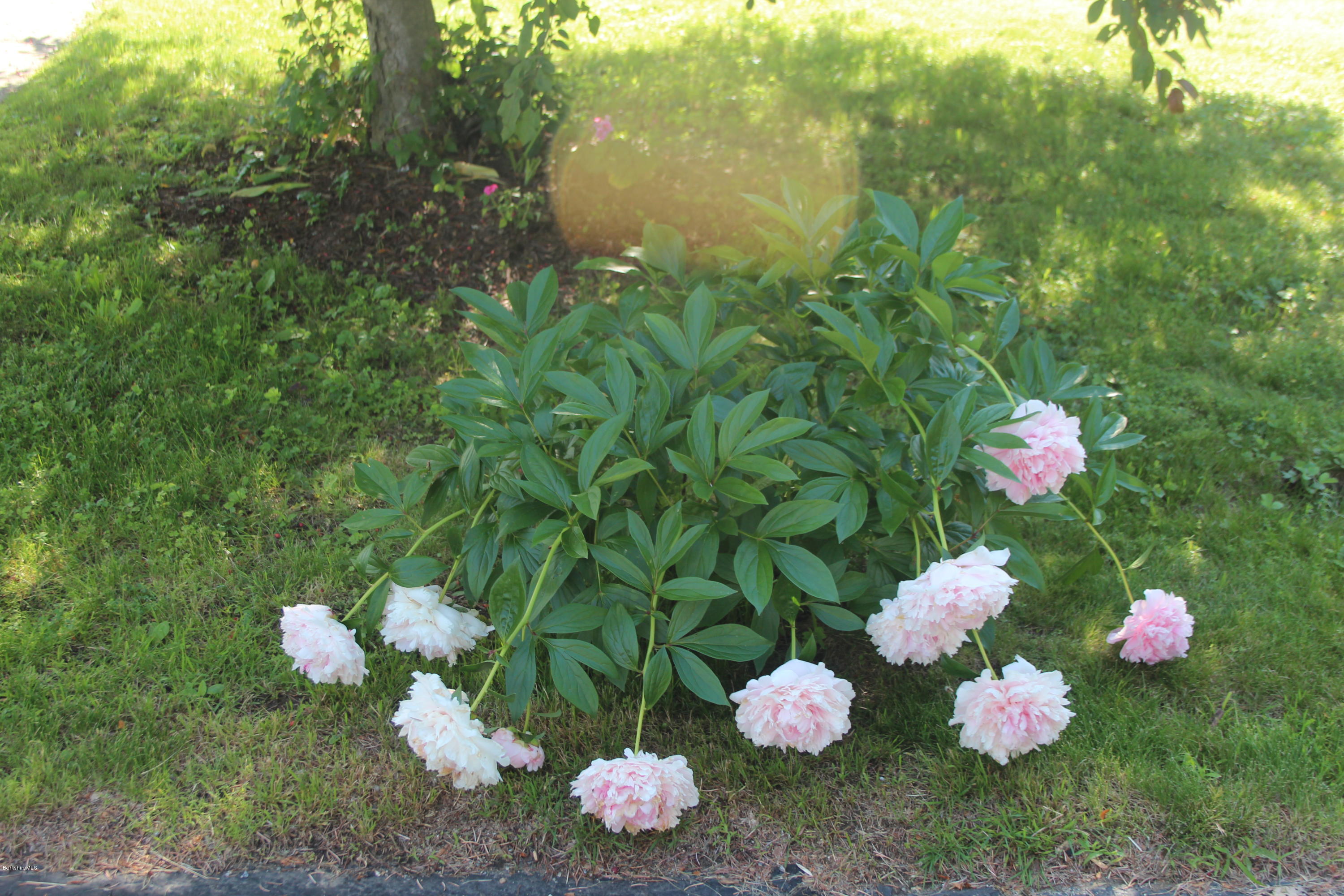 105 Cadwell Road, Unit 105 Pittsfield, MA 01201 - Photo 2 of 23 Summer Peonies