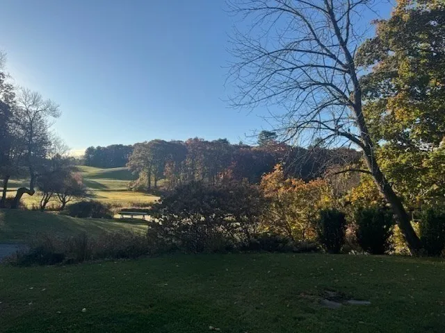 a view of a grassy field with an trees