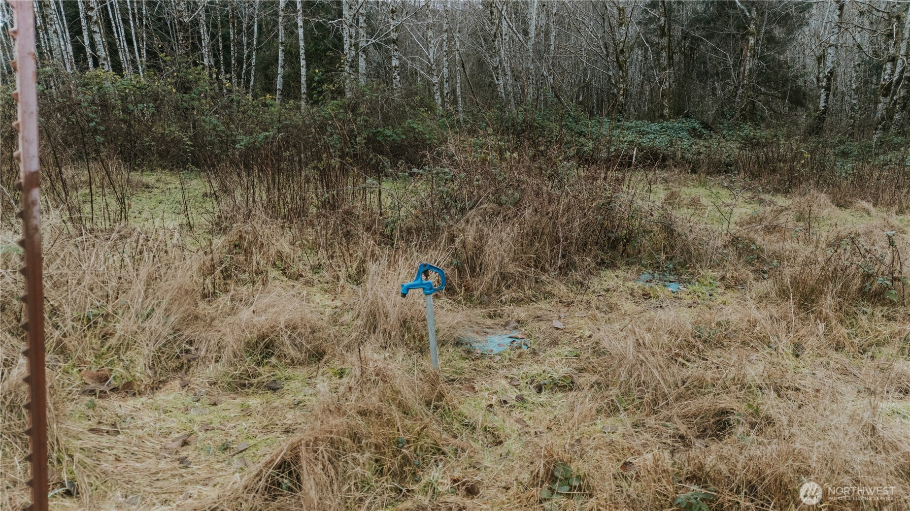 215 Elk Creek Ridge Road Forks, WA 98331 - Photo 11 of 37 a view of a dry yard with green space