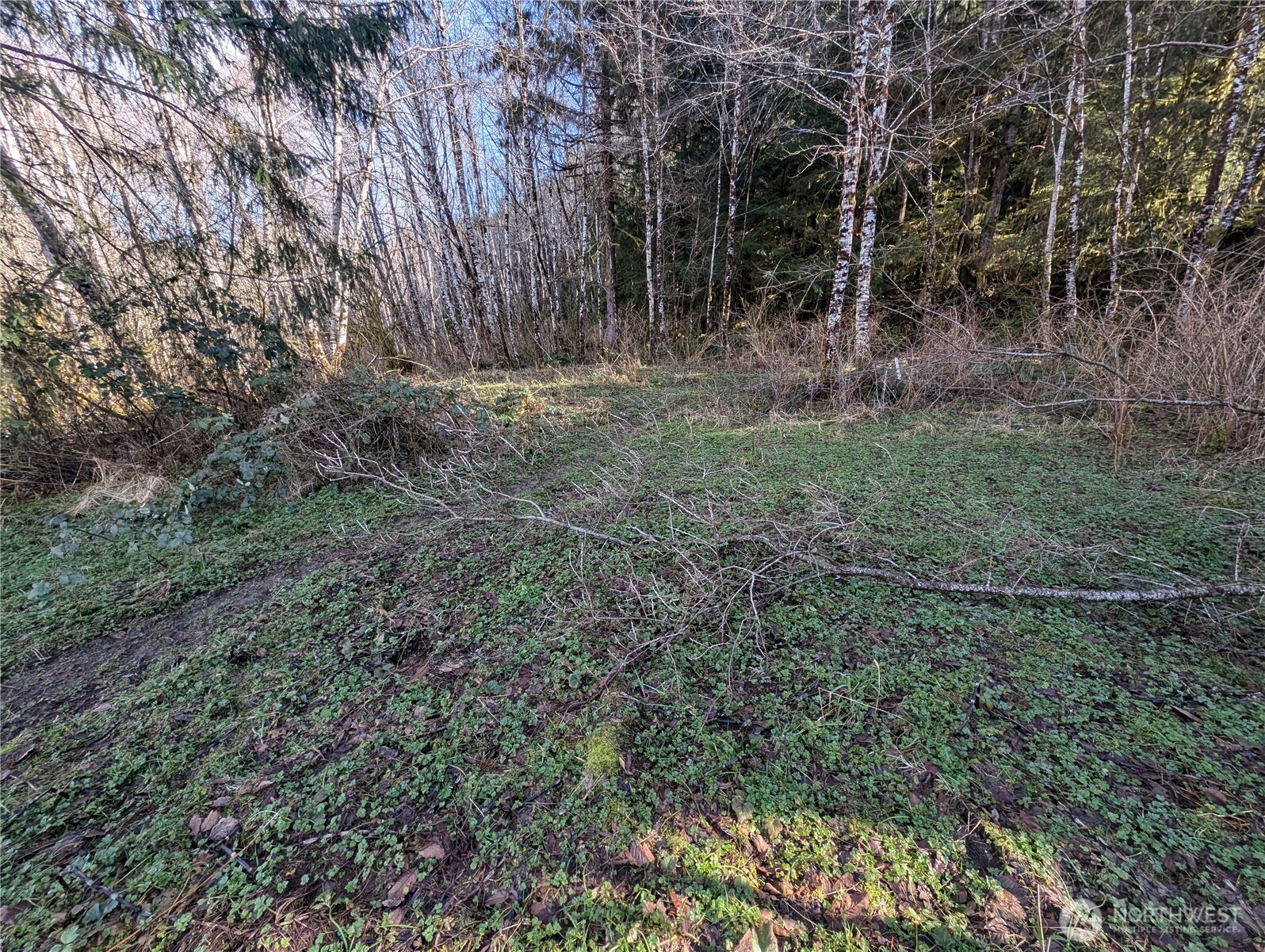 215 Elk Creek Ridge Road Forks, WA 98331 - Photo 34 of 37 a view of backyard with green space
