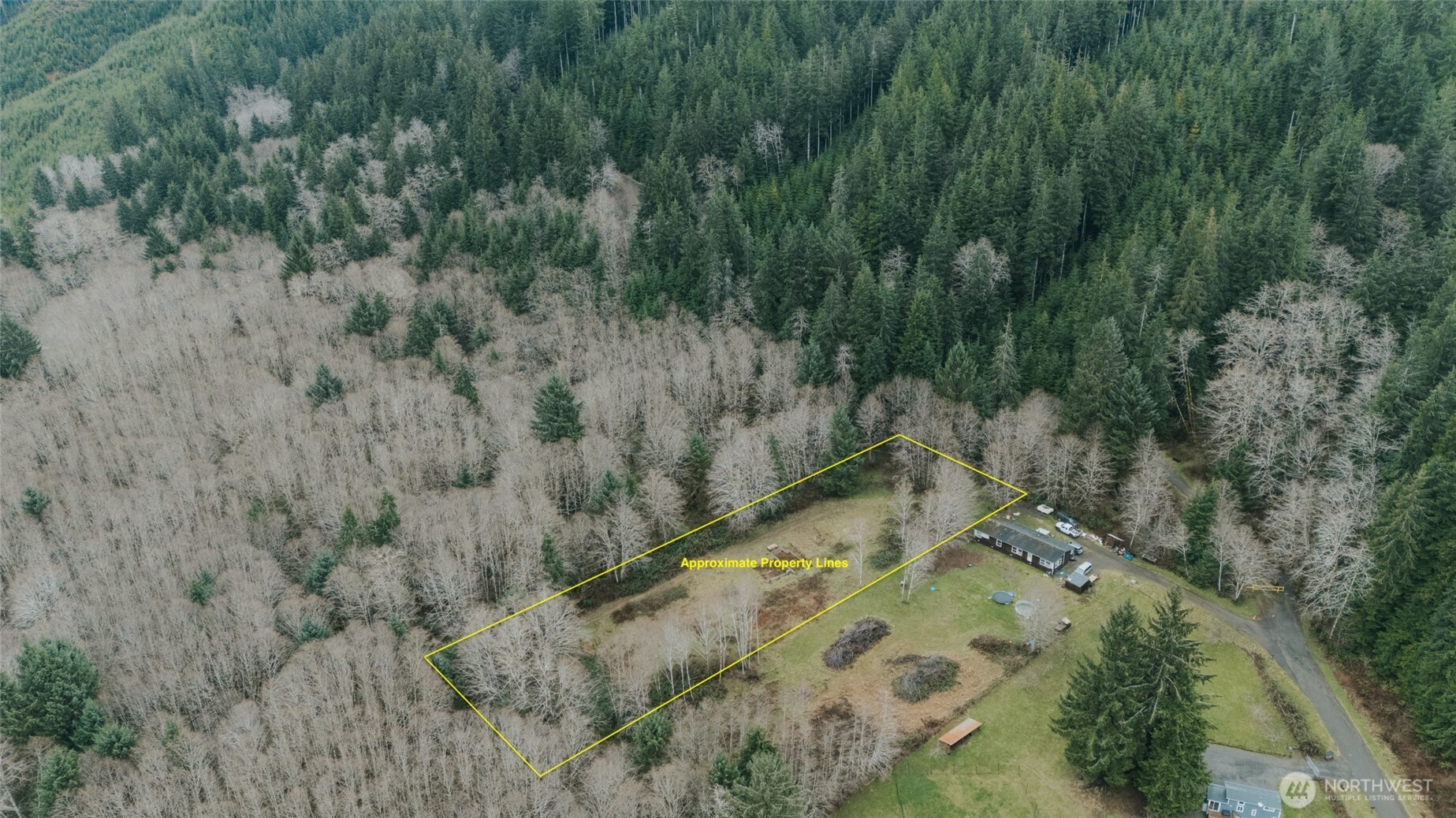 215 Elk Creek Ridge Road Forks, WA 98331 - Photo 37 of 37 a view of a forest with a tree