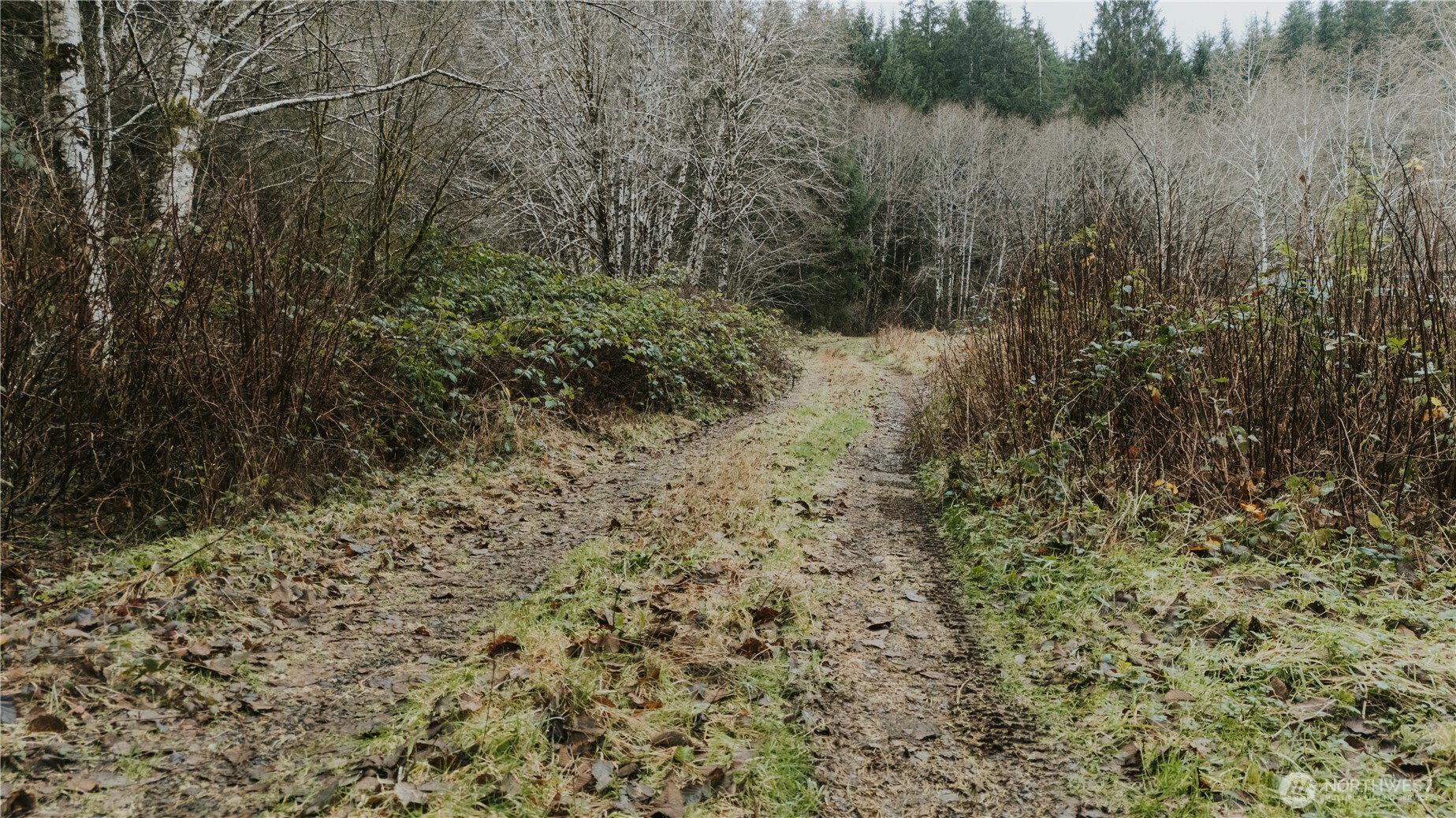 215 Elk Creek Ridge Road Forks, WA 98331 - Photo 7 of 37 a view of a yard with a tree