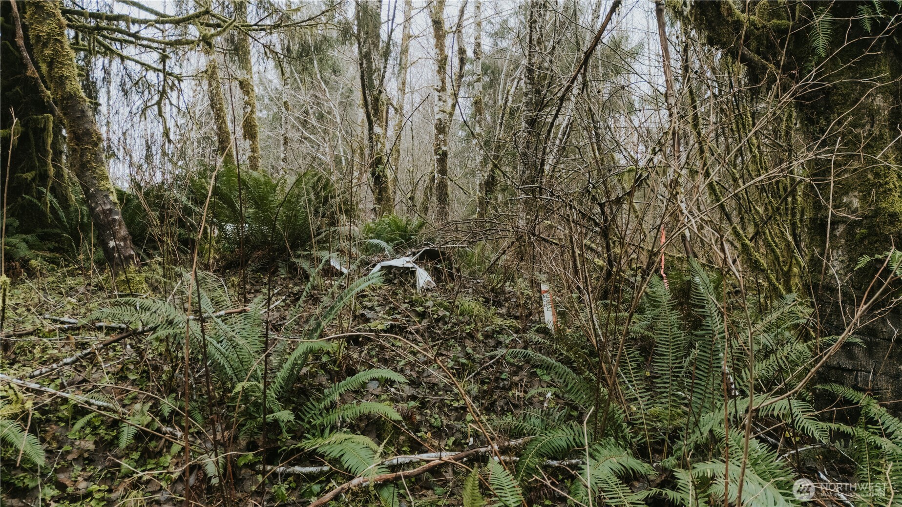 215 Elk Creek Ridge Road Forks, WA 98331 - Photo 8 of 37 a view of a forest with a tree