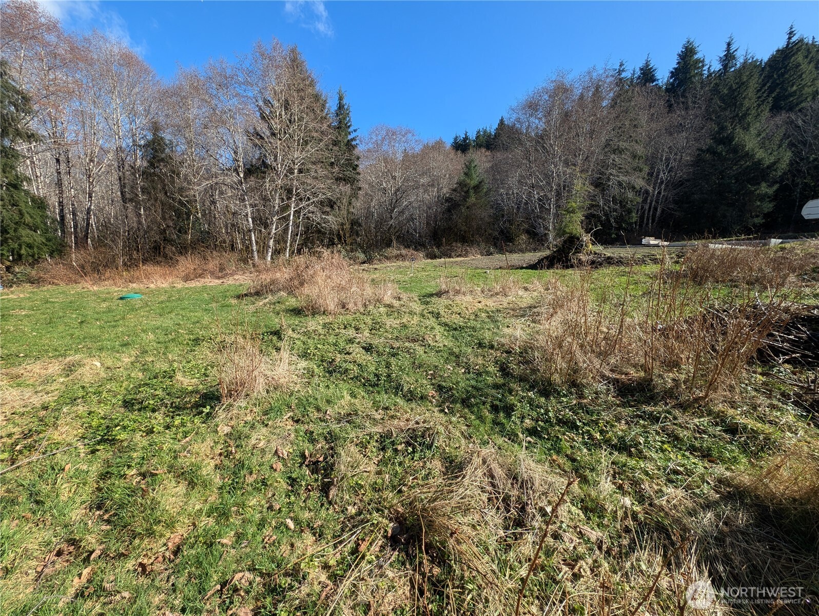 215 Elk Creek Ridge Road Forks, WA 98331 - Photo 10 of 37 a view of a yard with a tree