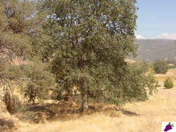 28620 Burrough Valley Road Tollhouse, CA 93667 - Photo 7 of 7 Gallery Image 7