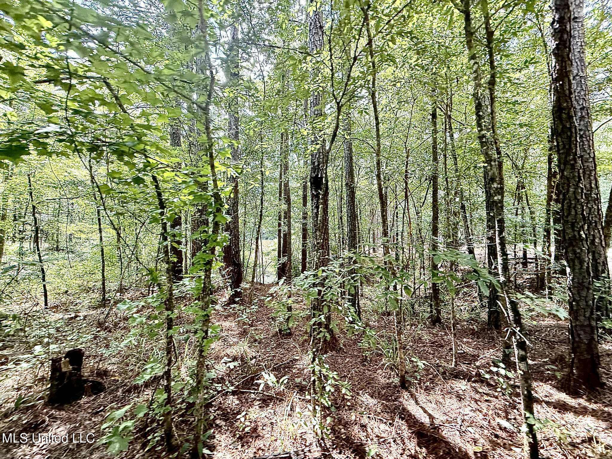 Old Jackson Road Terry, MS 39170 - Photo 19 of 21 Unknown-93