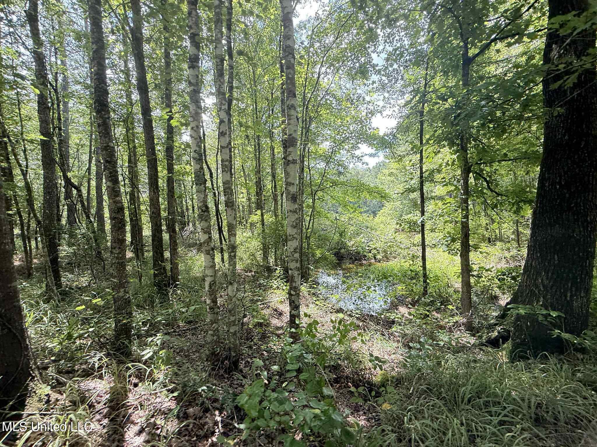 Old Jackson Road Terry, MS 39170 - Photo 2 of 21 Unknown-62