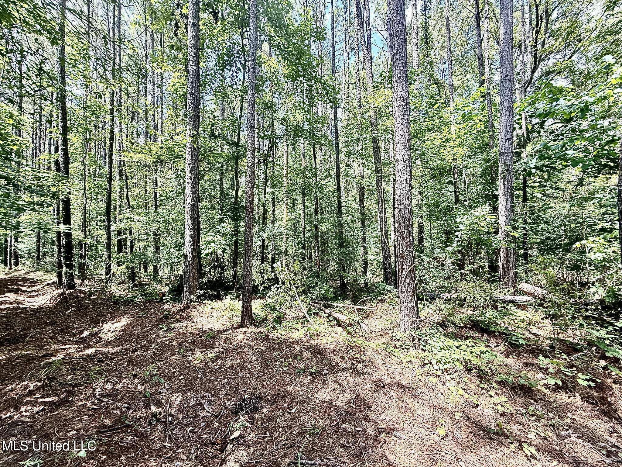 Old Jackson Road Terry, MS 39170 - Photo 7 of 21 Unknown-70