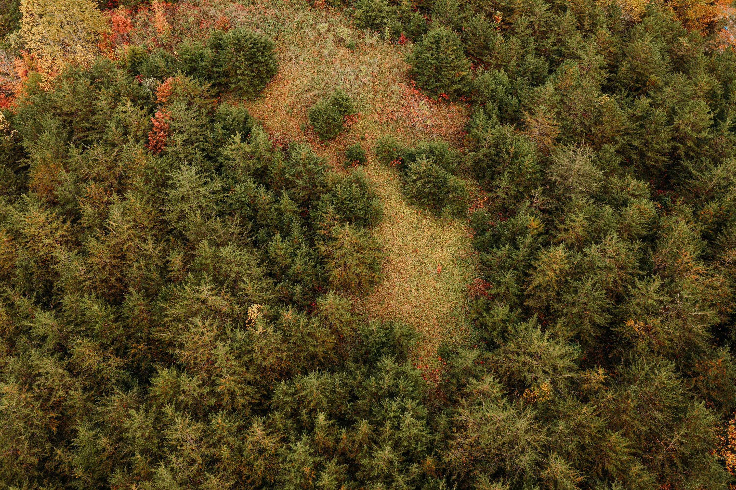 129 Strong Branch Road Hazel Green, KY 41332 - Photo 8 of 33 DJI_0233