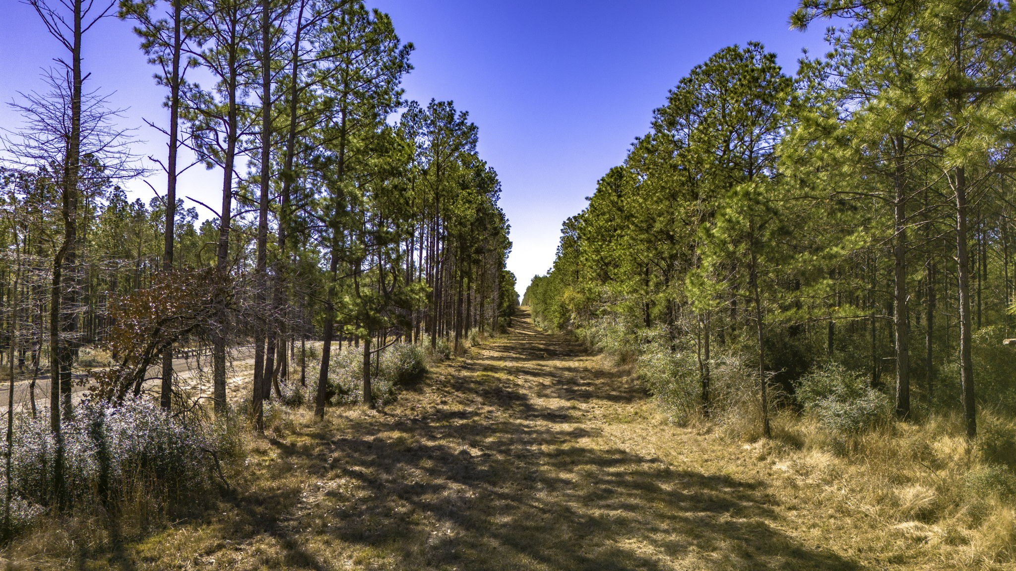 45 South King Ranch Road Onalaska, TX 77360 - Photo 10 of 15 a view of dirt yard with a tree