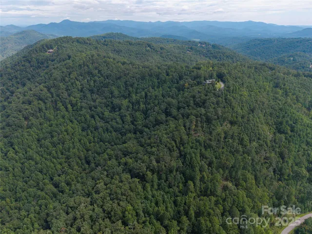 a view of a lush green forest with a street