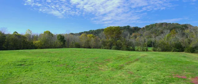 a view of a big yard with a large tree and a yard in front of it