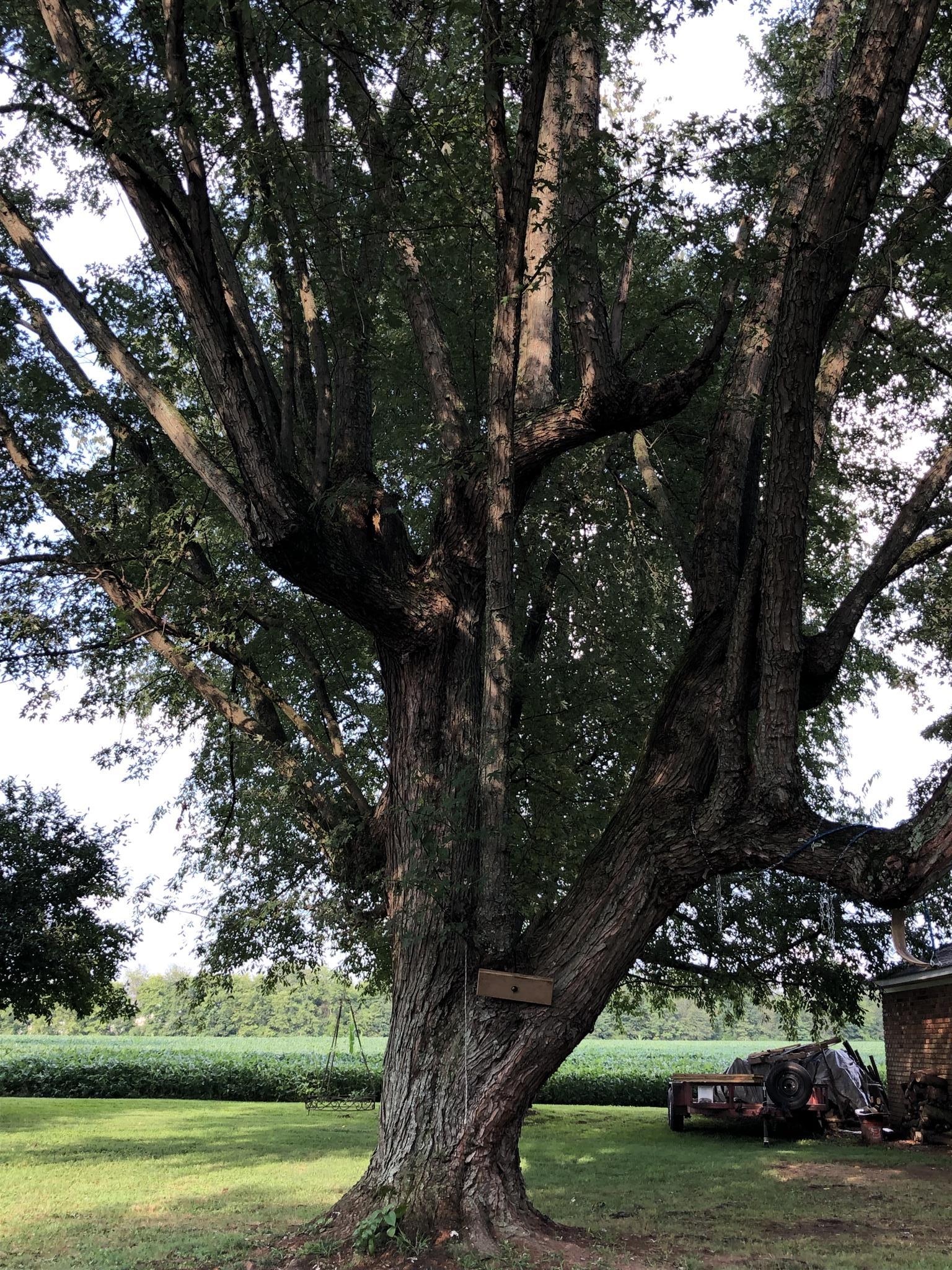 208 Riggs Avenue Portland, TN 37148 - Photo 25 of 26 Beautiful mature trees
