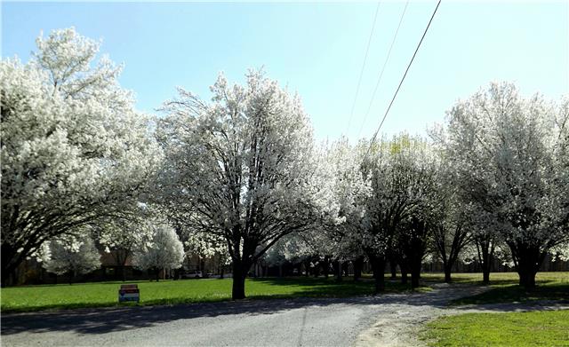 173 Urban Farms Road Manchester, TN 37355 - Photo 2 of 20 a view of a yard with large trees