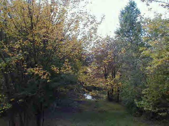 238 East Windsor Road Peru, MA 01235 - Photo 2 of 2 a view of forest