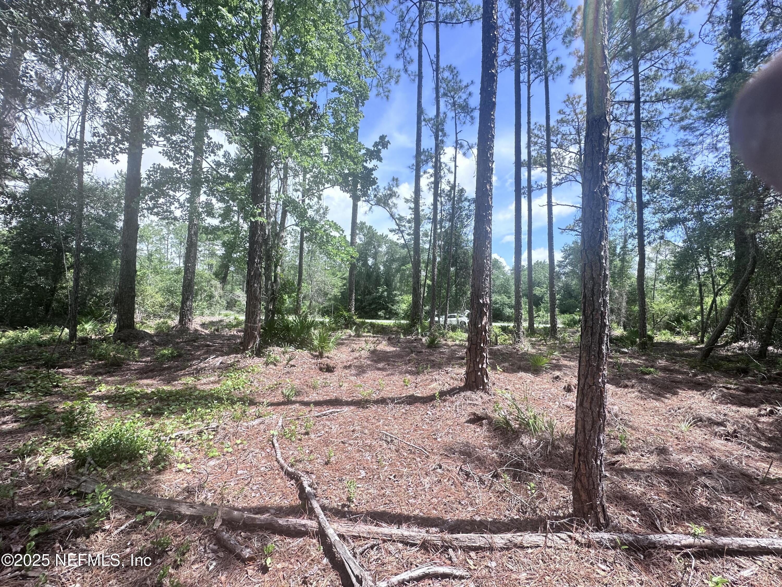 107 Georgetown Point Road Georgetown, FL 32139 - Photo 5 of 14 a view of a forest with trees