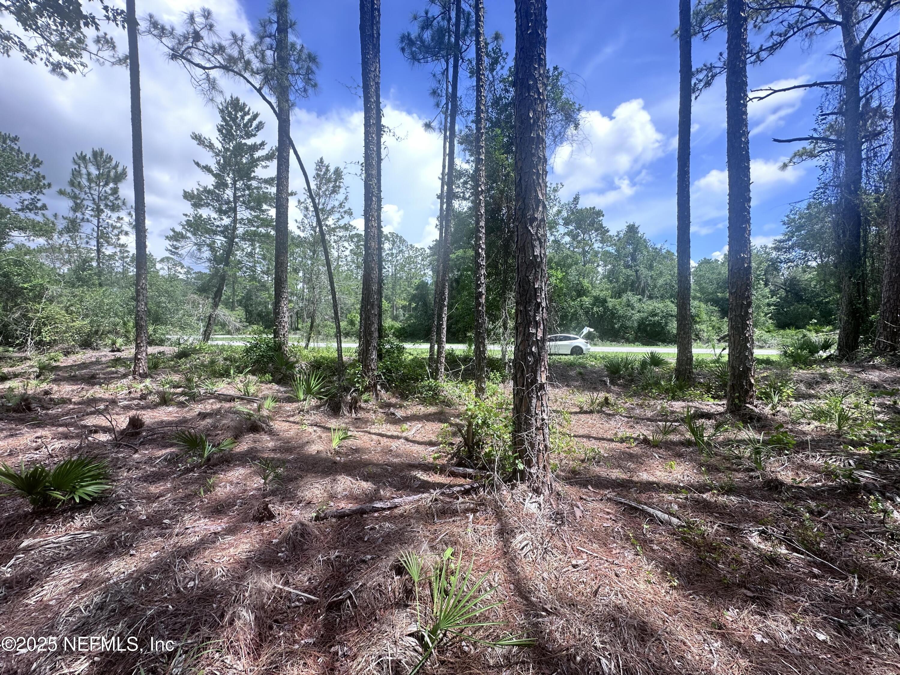 107 Georgetown Point Road Georgetown, FL 32139 - Photo 6 of 14 a view of a forest with trees in the background