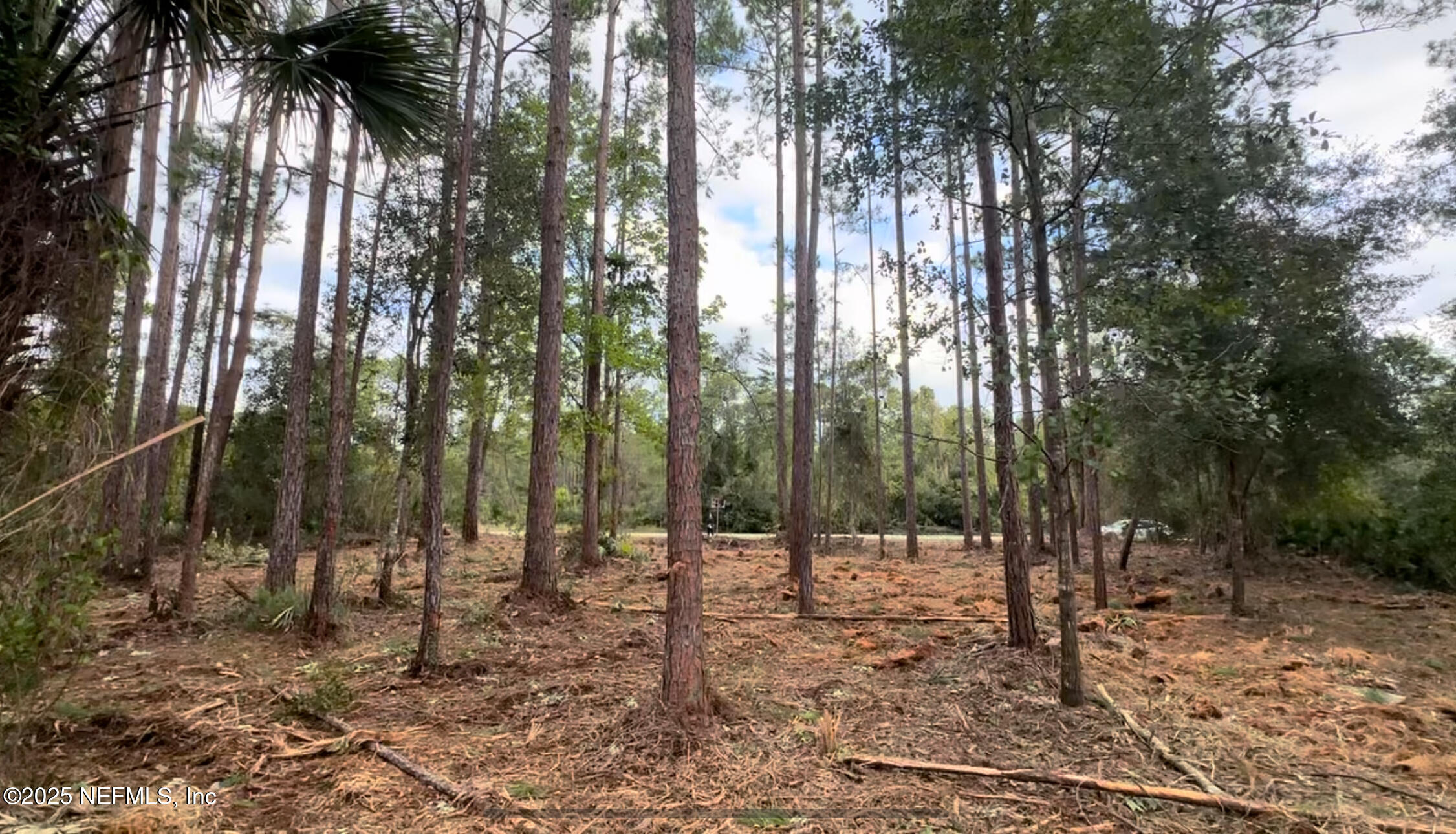 107 Georgetown Point Road Georgetown, FL 32139 - Photo 7 of 14 a view of outdoor space with trees