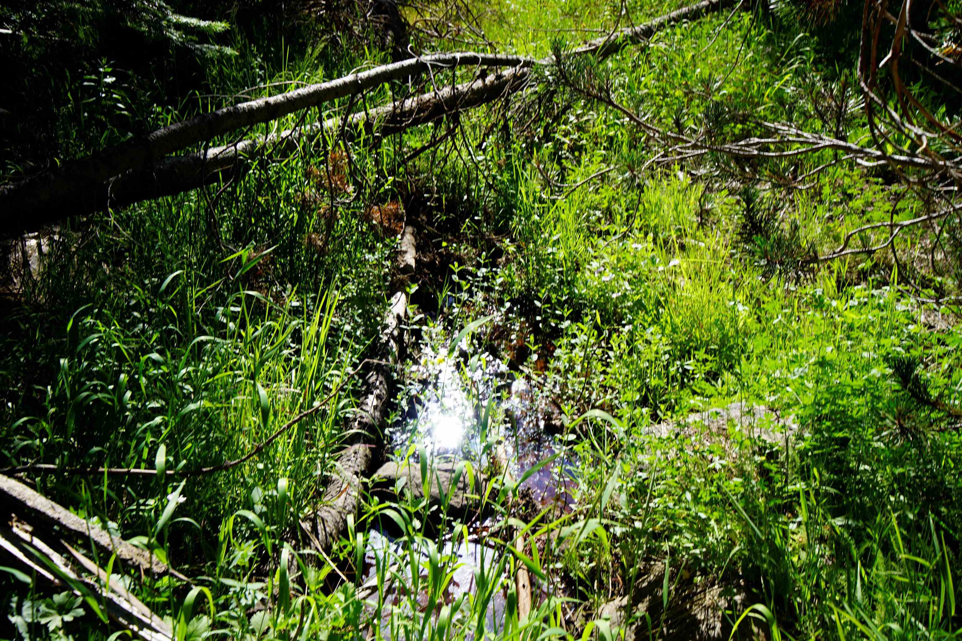 Forest Road Sierra City, CA 96125 - Photo 11 of 26 a view of a lush green forest
