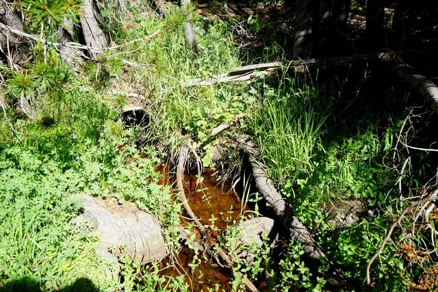 a close up of a plant