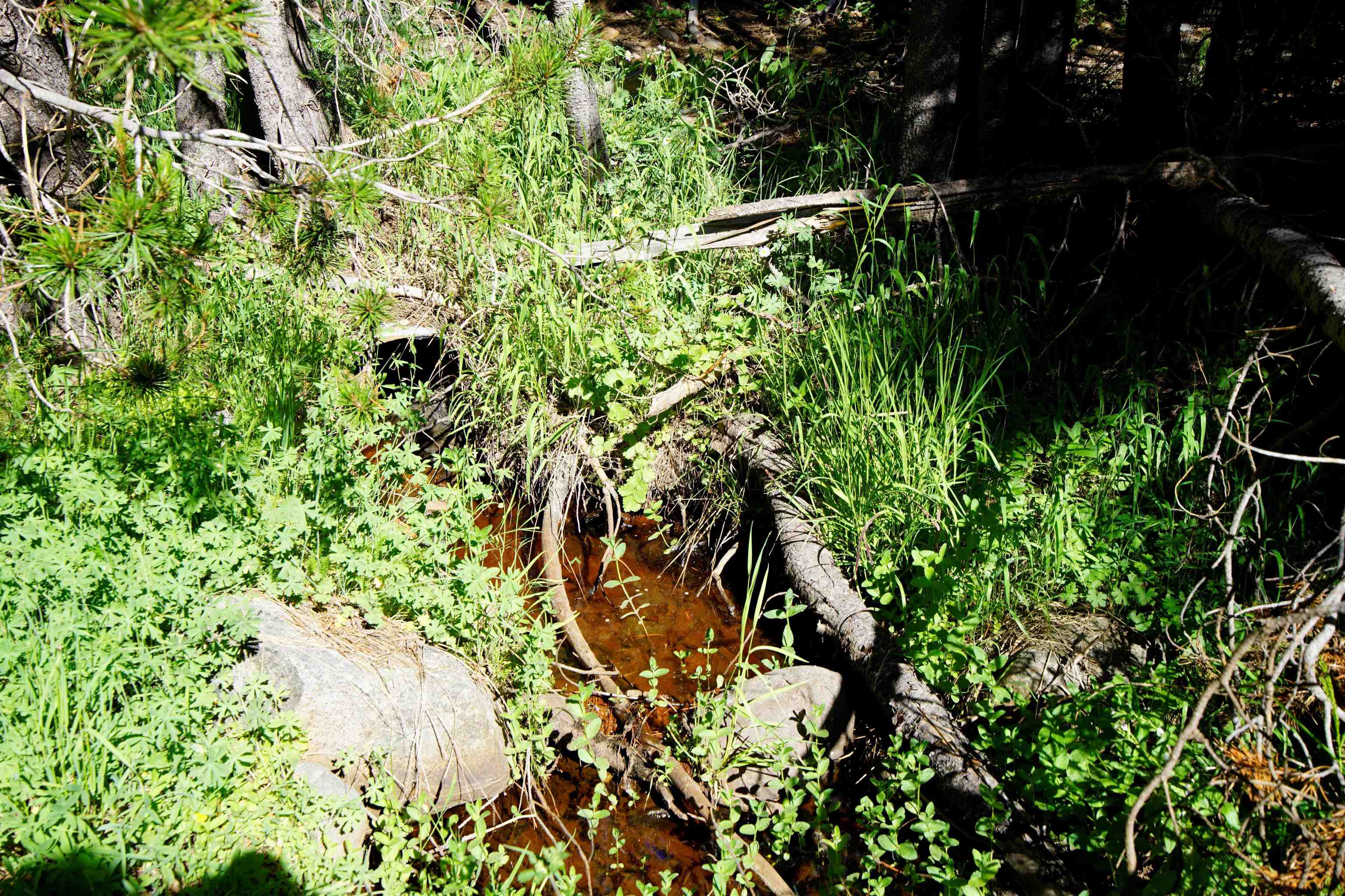 Forest Road Sierra City, CA 96125 - Photo 12 of 26 a close up of a plant