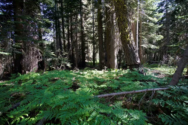 a view of flowers in bunch