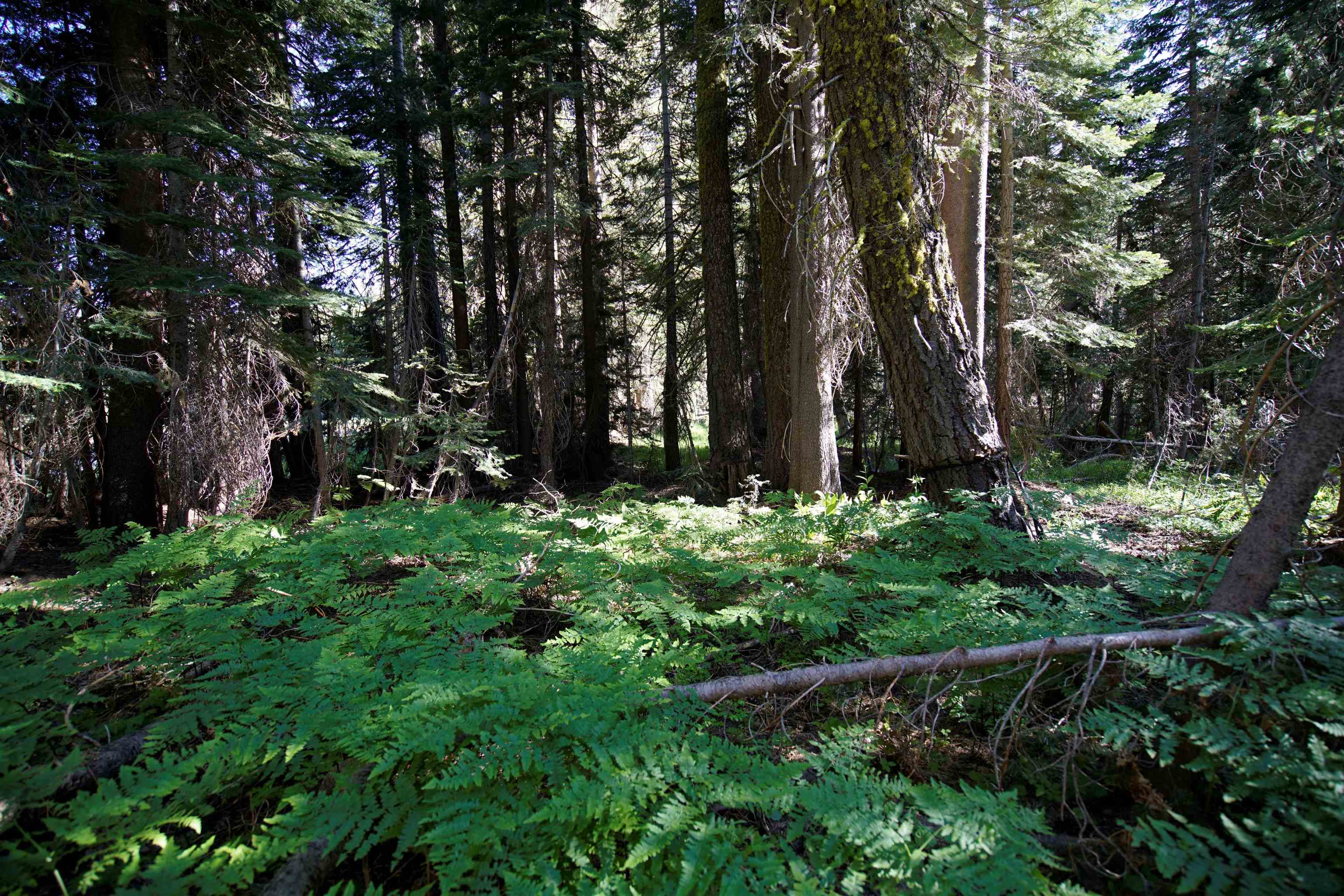 Forest Road Sierra City, CA 96125 - Photo 14 of 26 a view of garden with trees