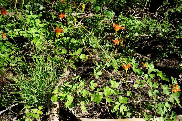 a backyard of a house