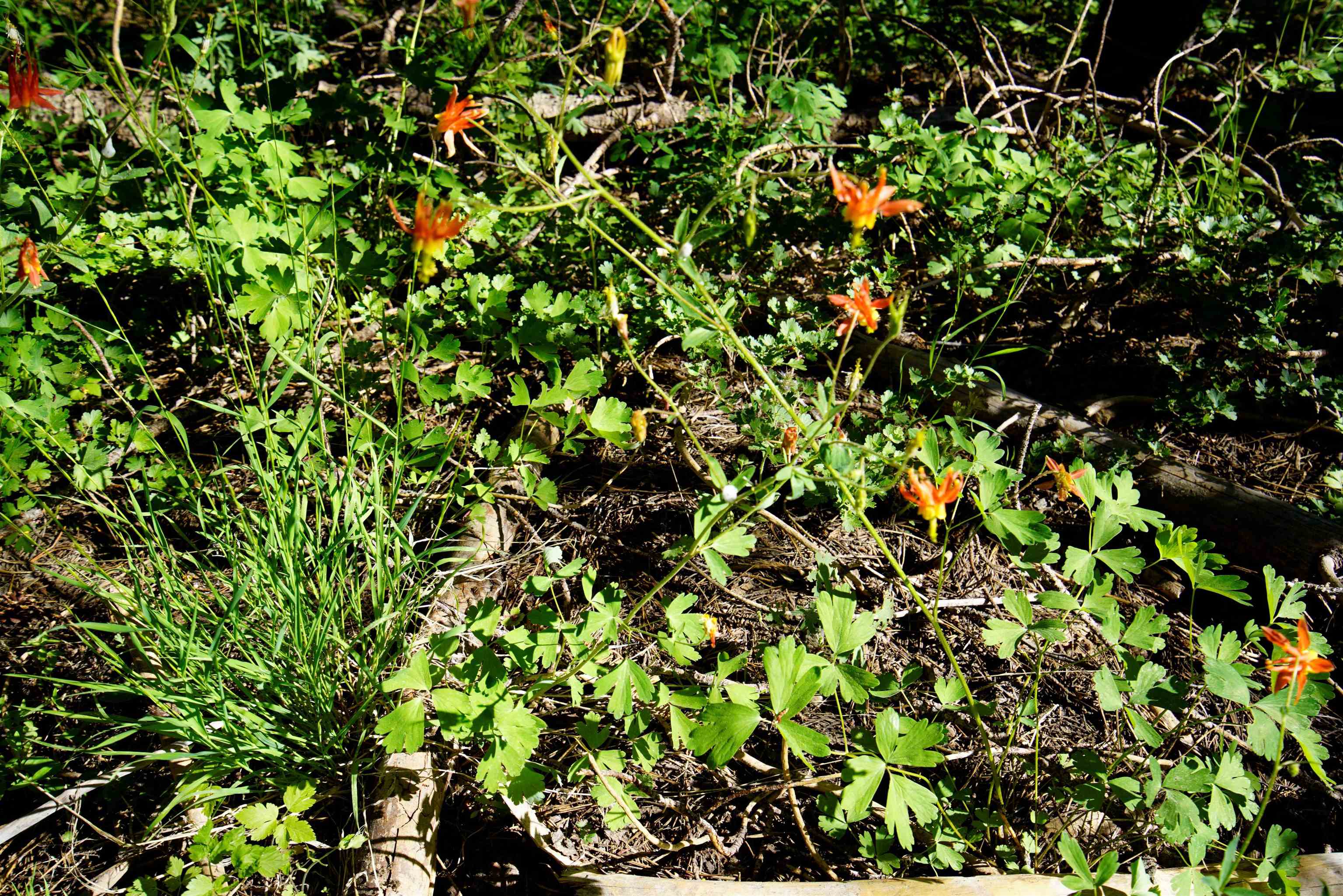 Forest Road Sierra City, CA 96125 - Photo 15 of 26 a view of flowers in bunch