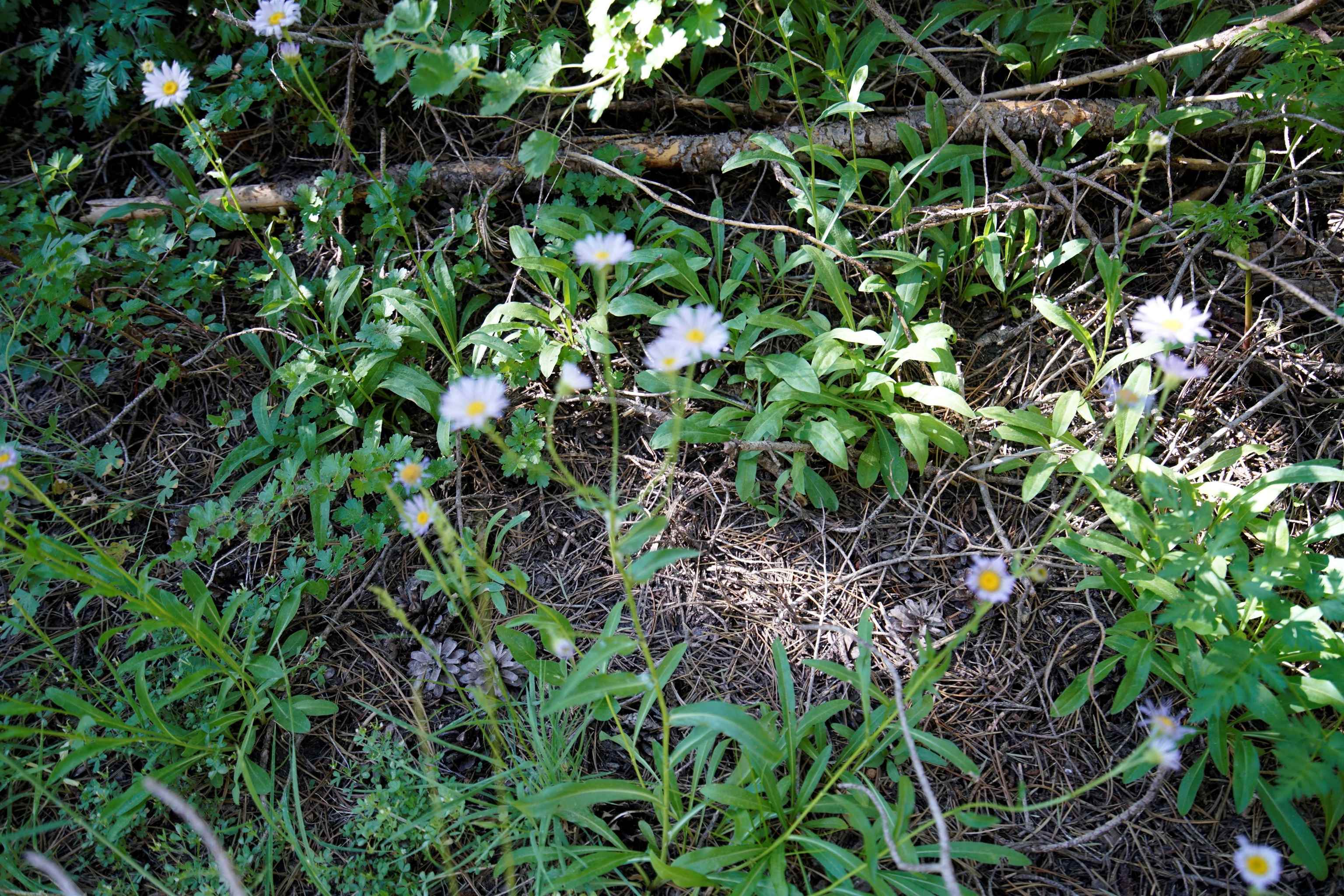 Forest Road Sierra City, CA 96125 - Photo 16 of 26 a backyard of a house