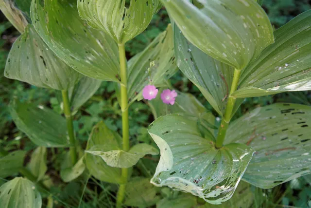 a view of a forest with trees