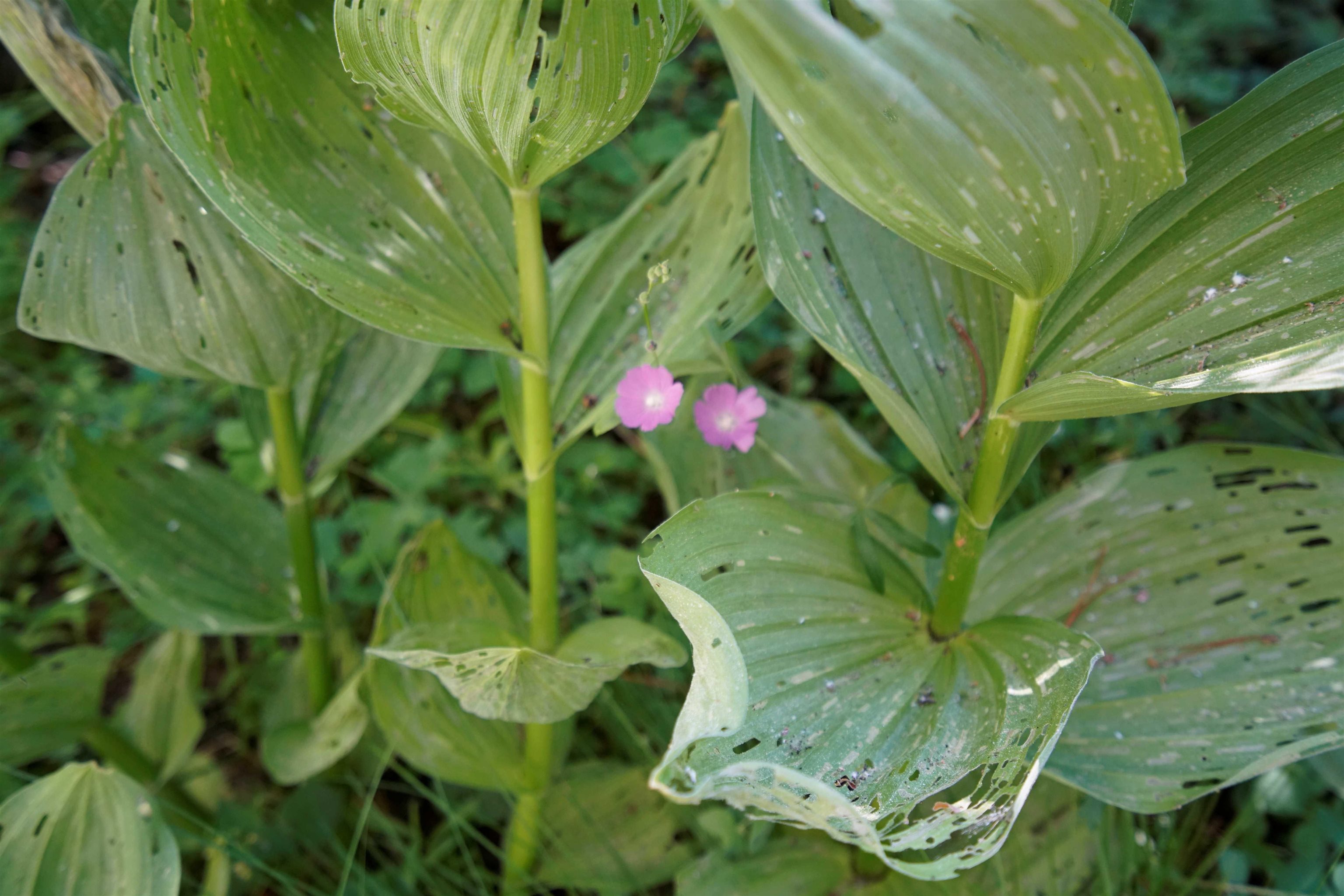 Forest Road Sierra City, CA 96125 - Photo 18 of 26 a close up of a plant in a garden