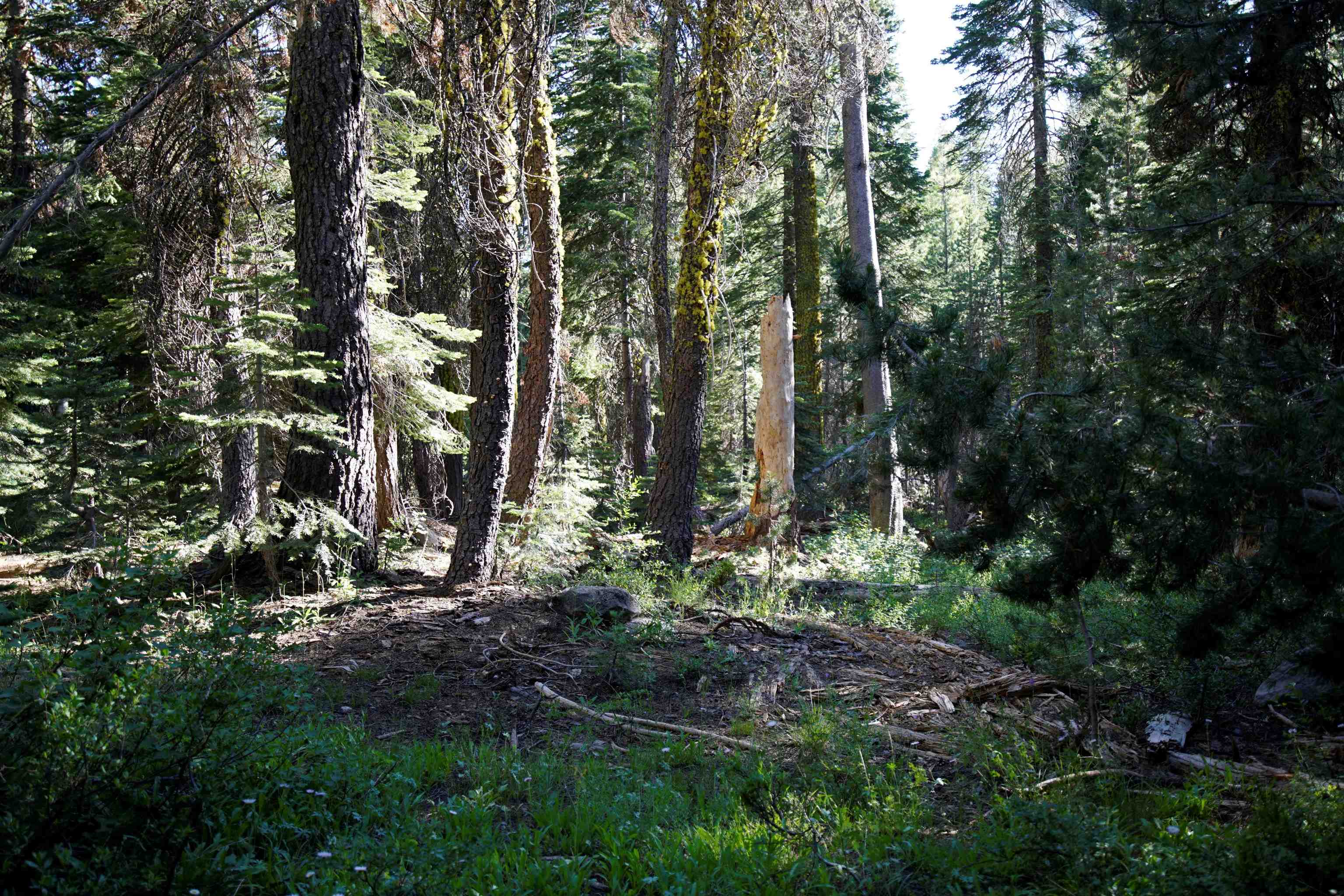 Forest Road Sierra City, CA 96125 - Photo 19 of 26 a view of a forest with trees