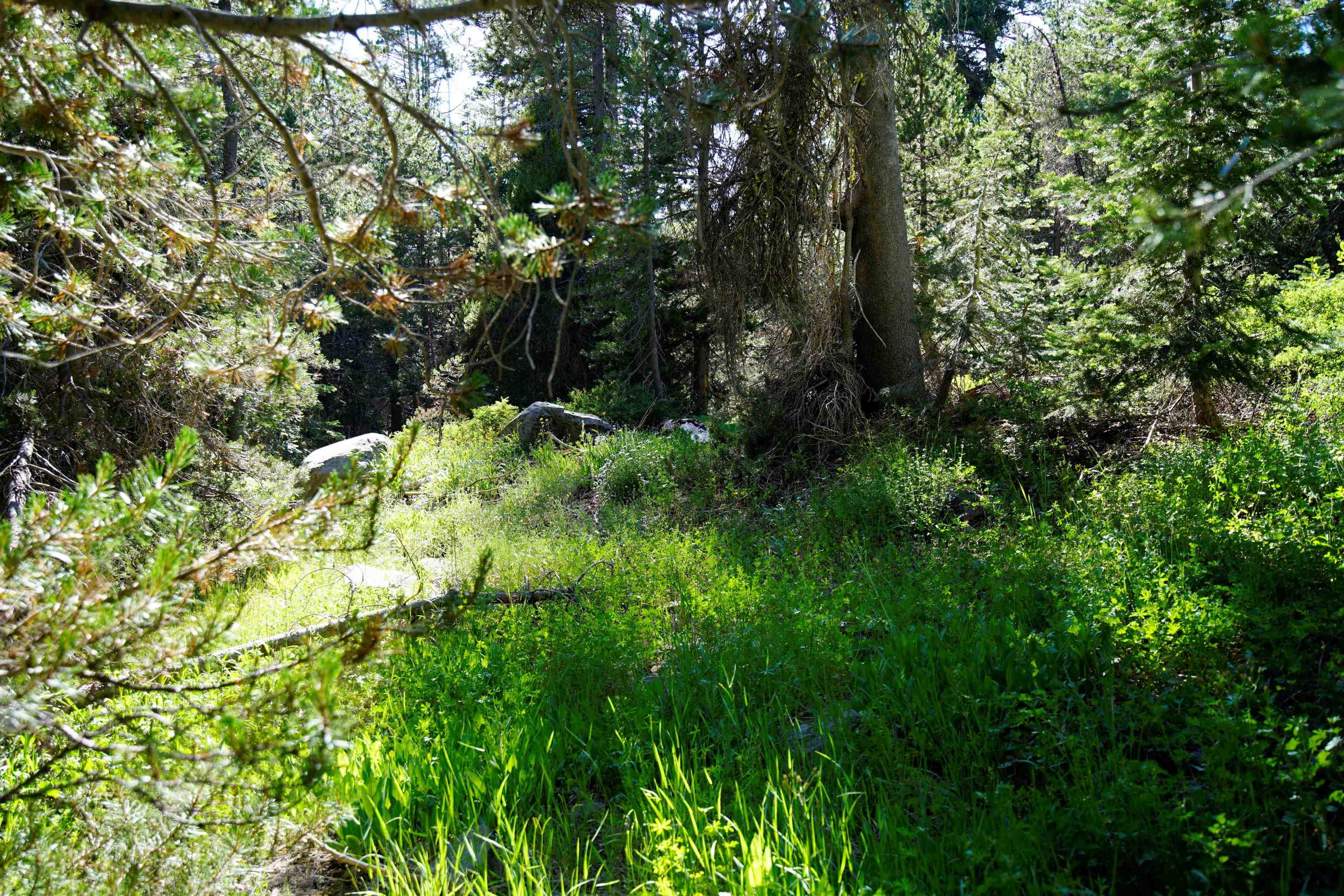 Forest Road Sierra City, CA 96125 - Photo 2 of 26 a backyard of a house with lots of green space