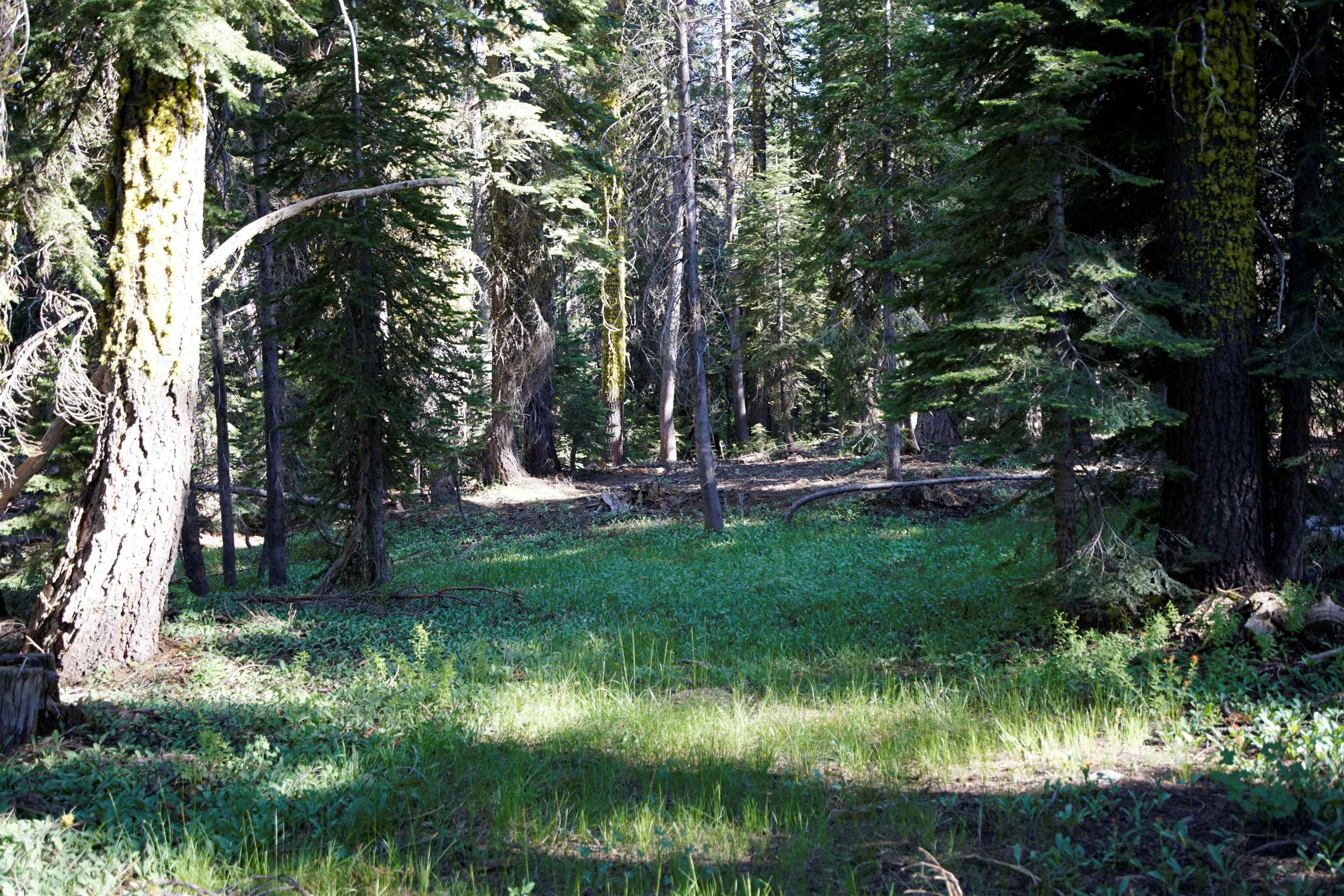 Forest Road Sierra City, CA 96125 - Photo 21 of 26 a view of outdoor space yard and green space