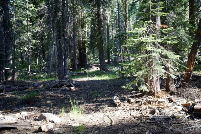 a front view of a house with a trees