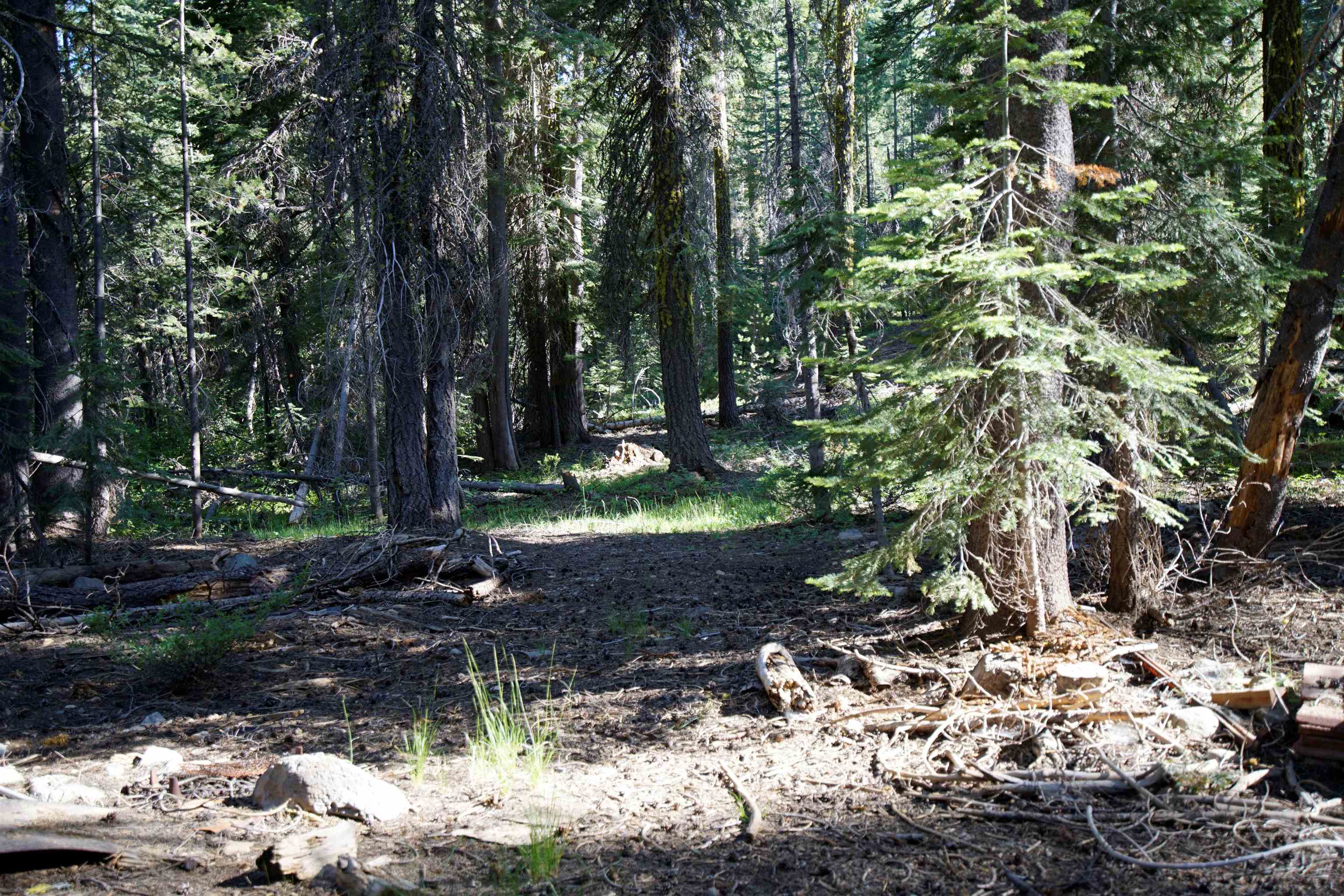 Forest Road Sierra City, CA 96125 - Photo 24 of 26 a view of a tree in a yard