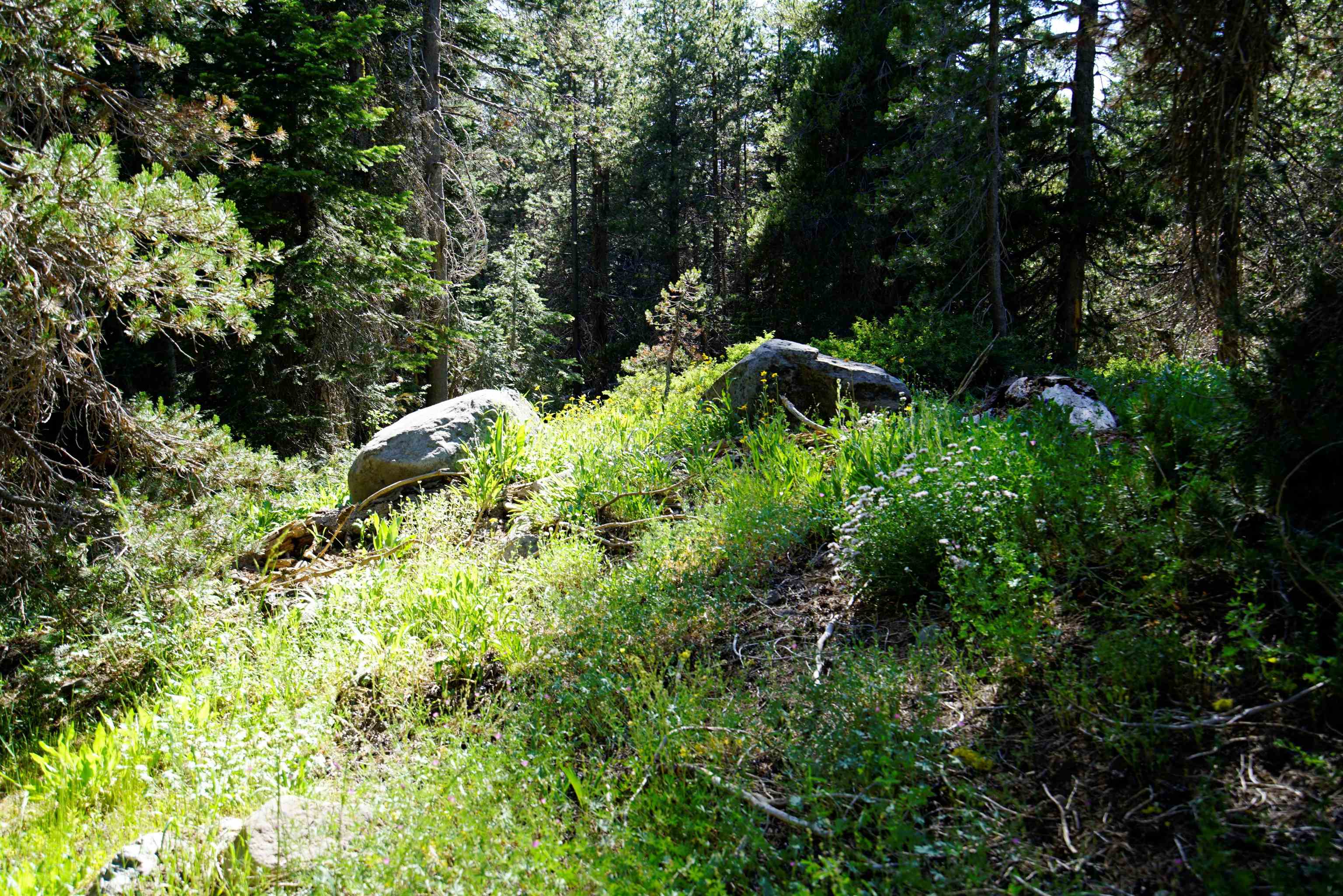Forest Road Sierra City, CA 96125 - Photo 3 of 26 a plant view