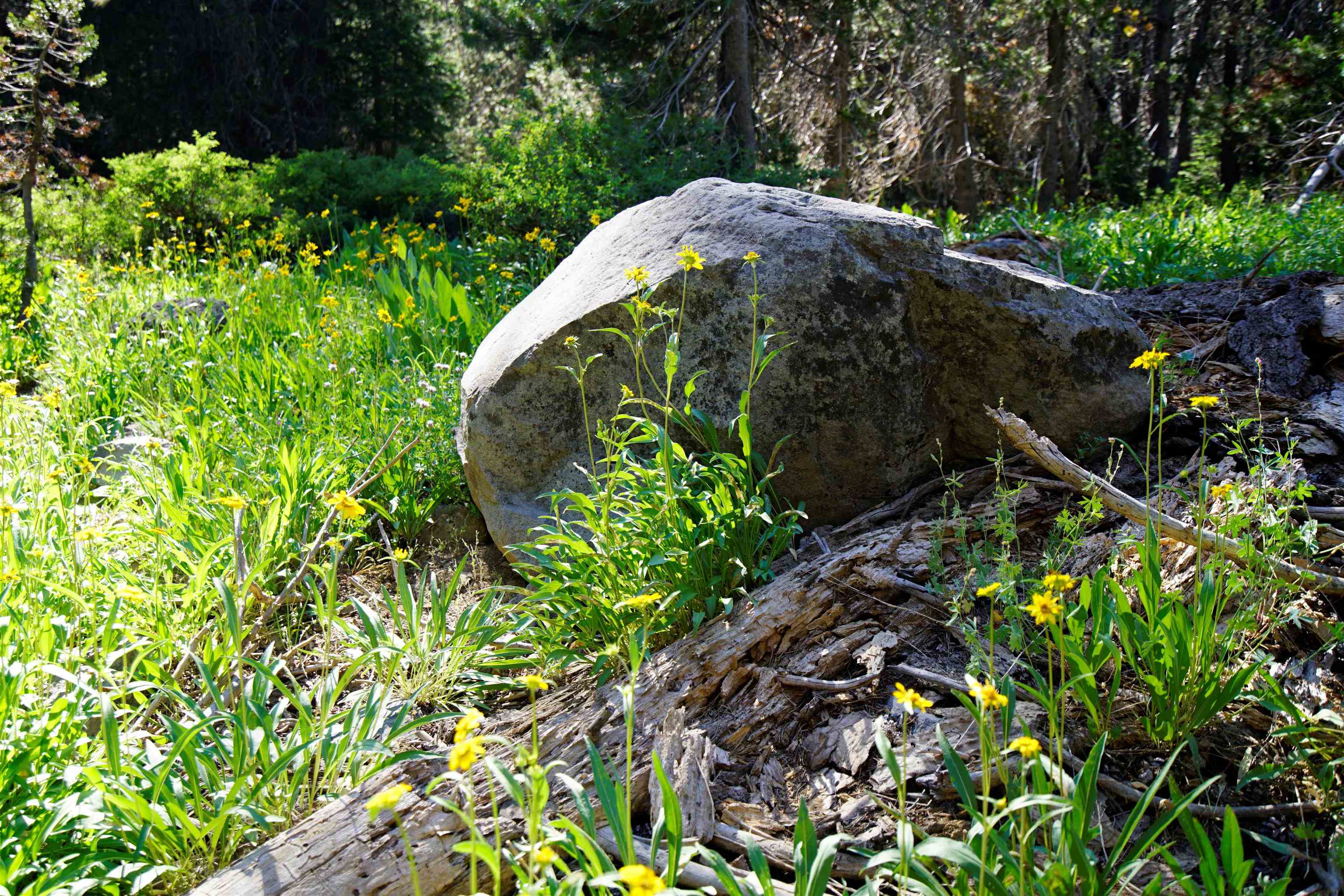 Forest Road Sierra City, CA 96125 - Photo 4 of 26 a backyard of a house with lots of green space
