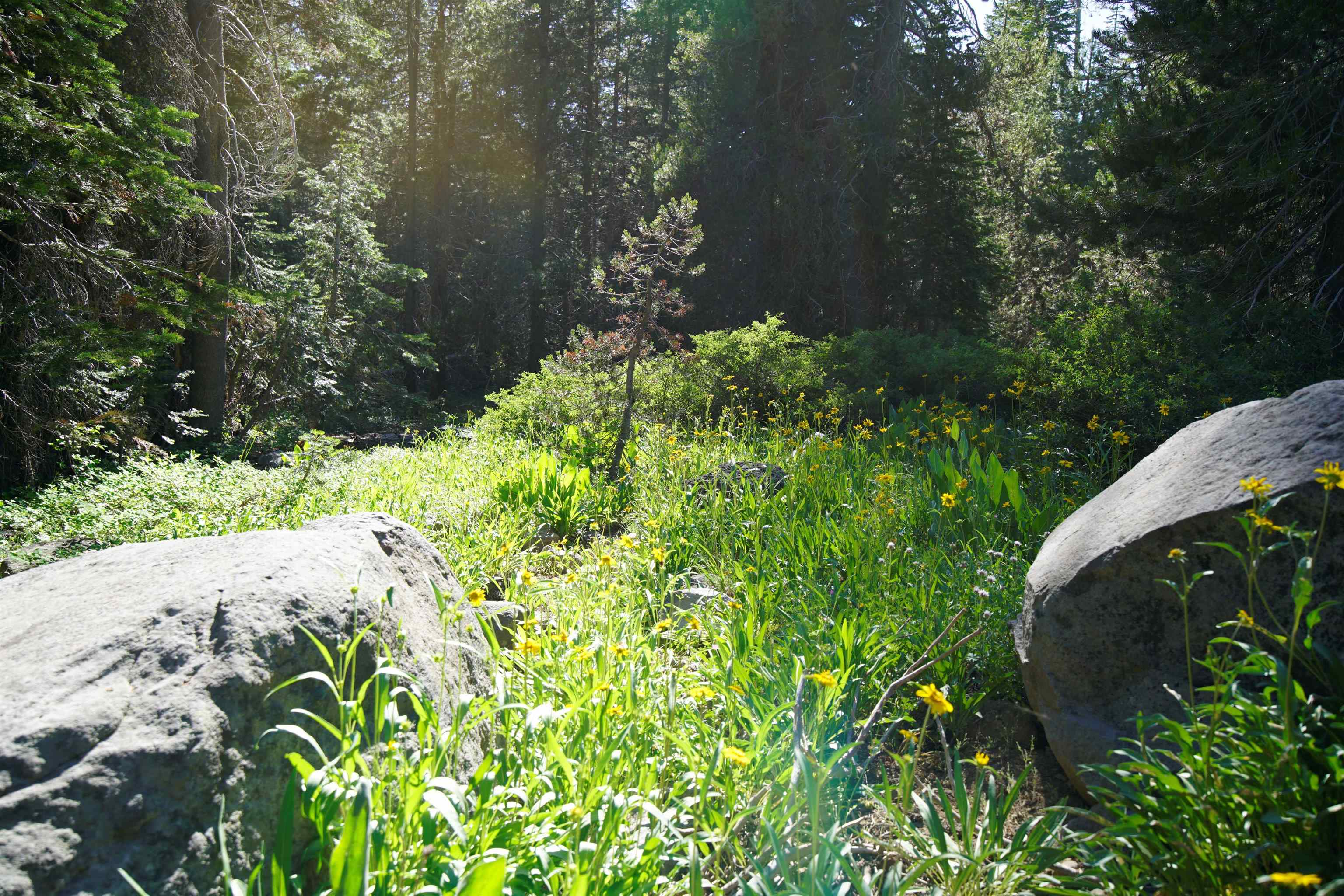 Forest Road Sierra City, CA 96125 - Photo 5 of 26 a view of a garden with plants