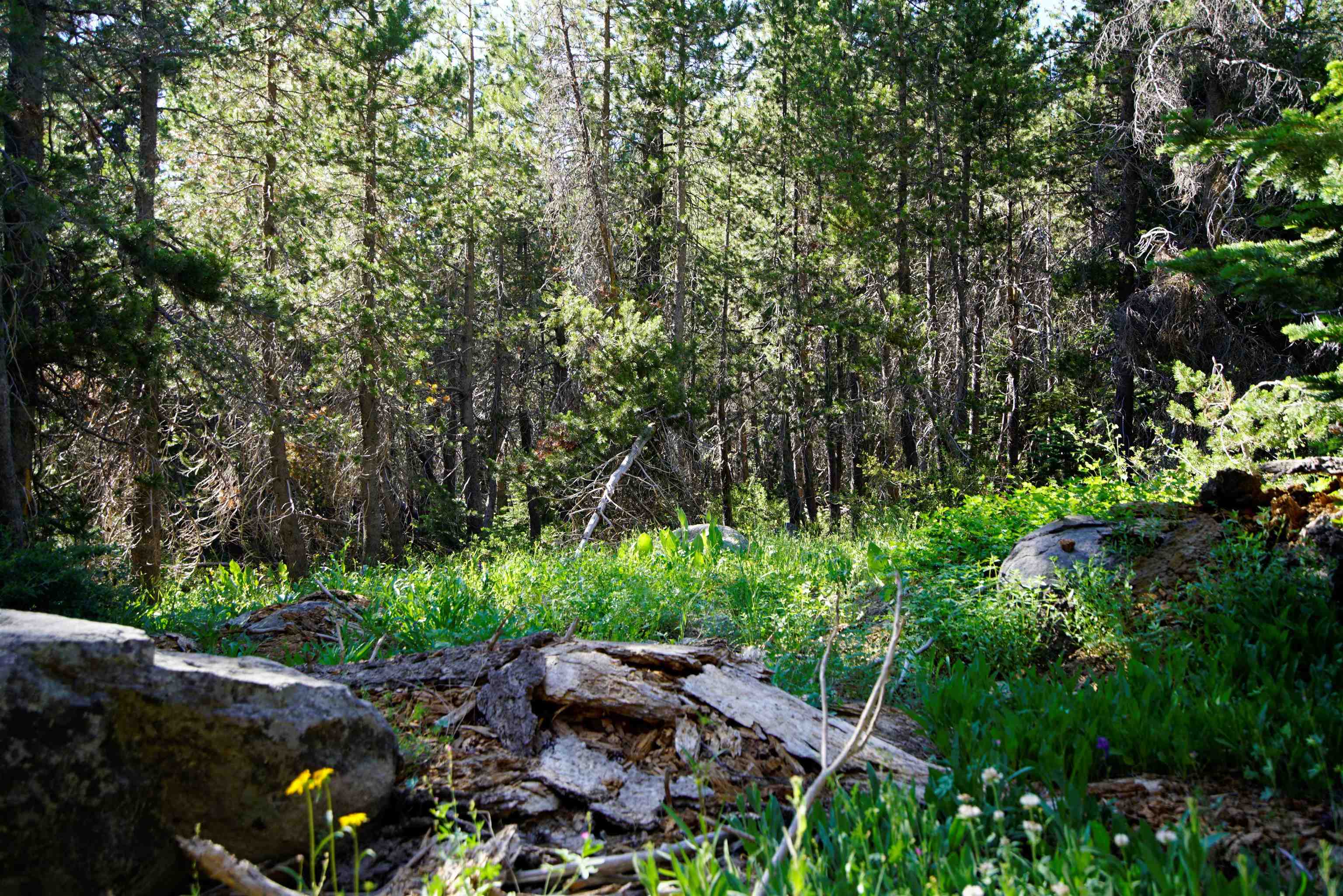 Forest Road Sierra City, CA 96125 - Photo 6 of 26 a backyard of a house with lots of green space