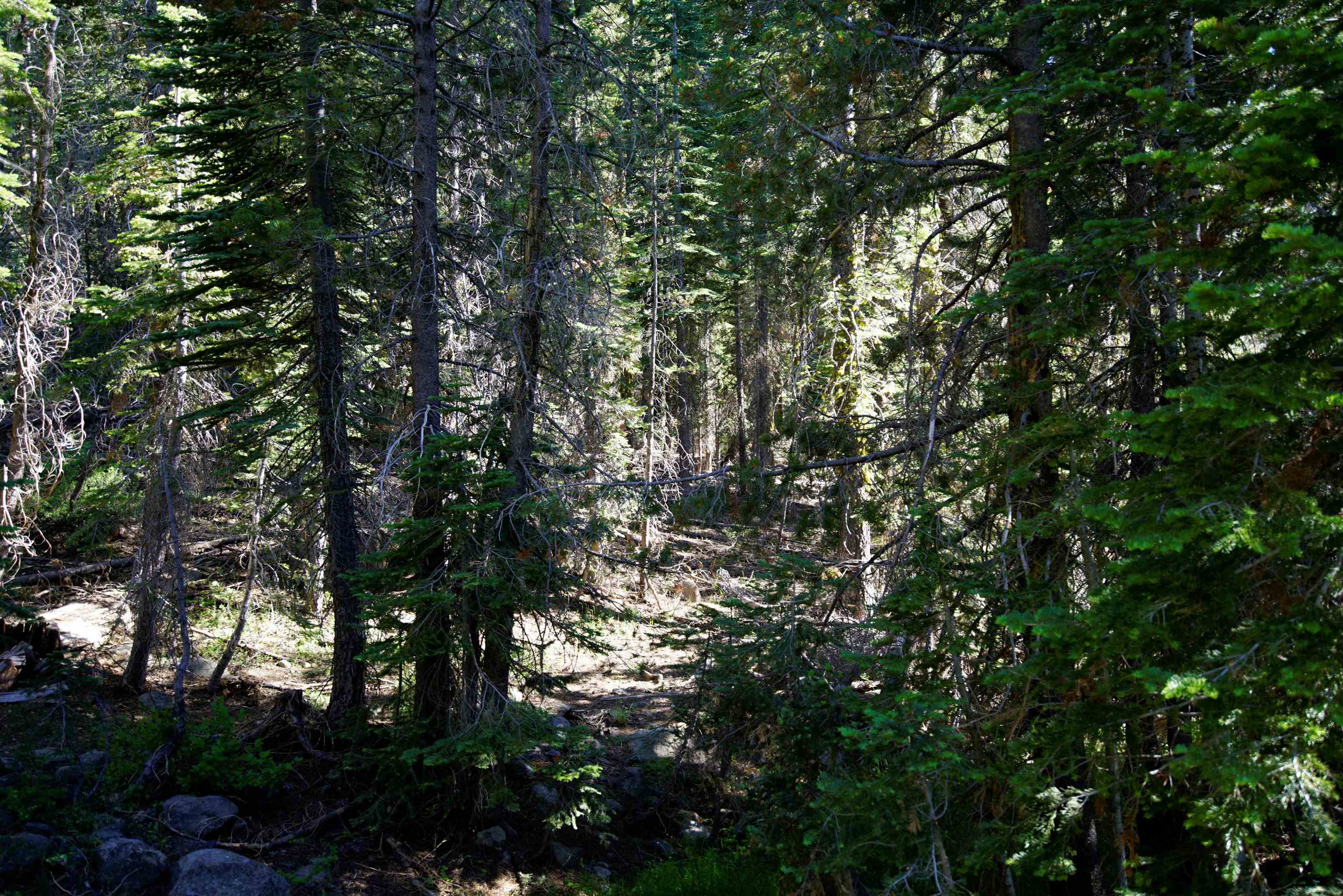 Forest Road Sierra City, CA 96125 - Photo 7 of 26 a view of tree
