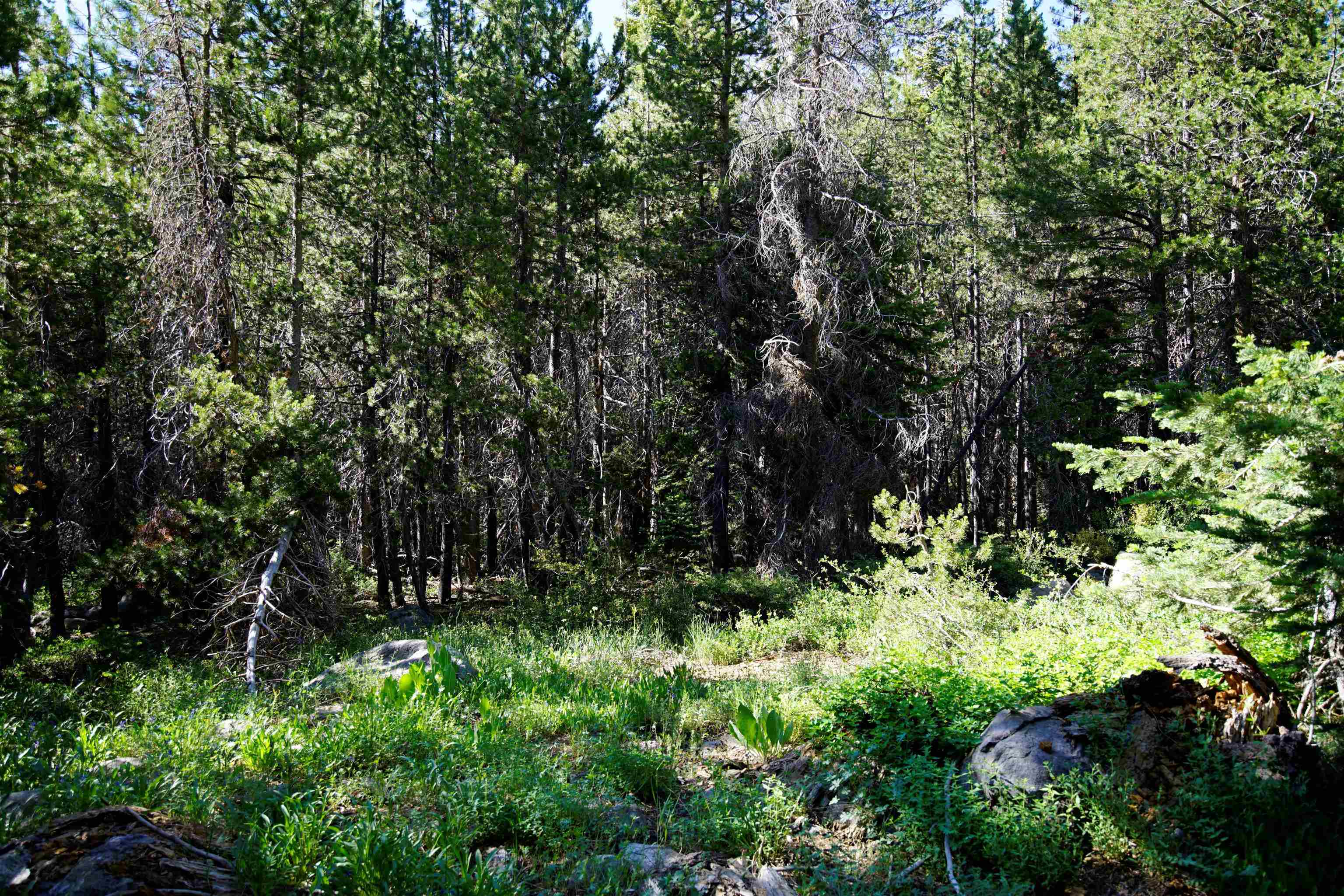 Forest Road Sierra City, CA 96125 - Photo 8 of 26 a view of bushes and trees
