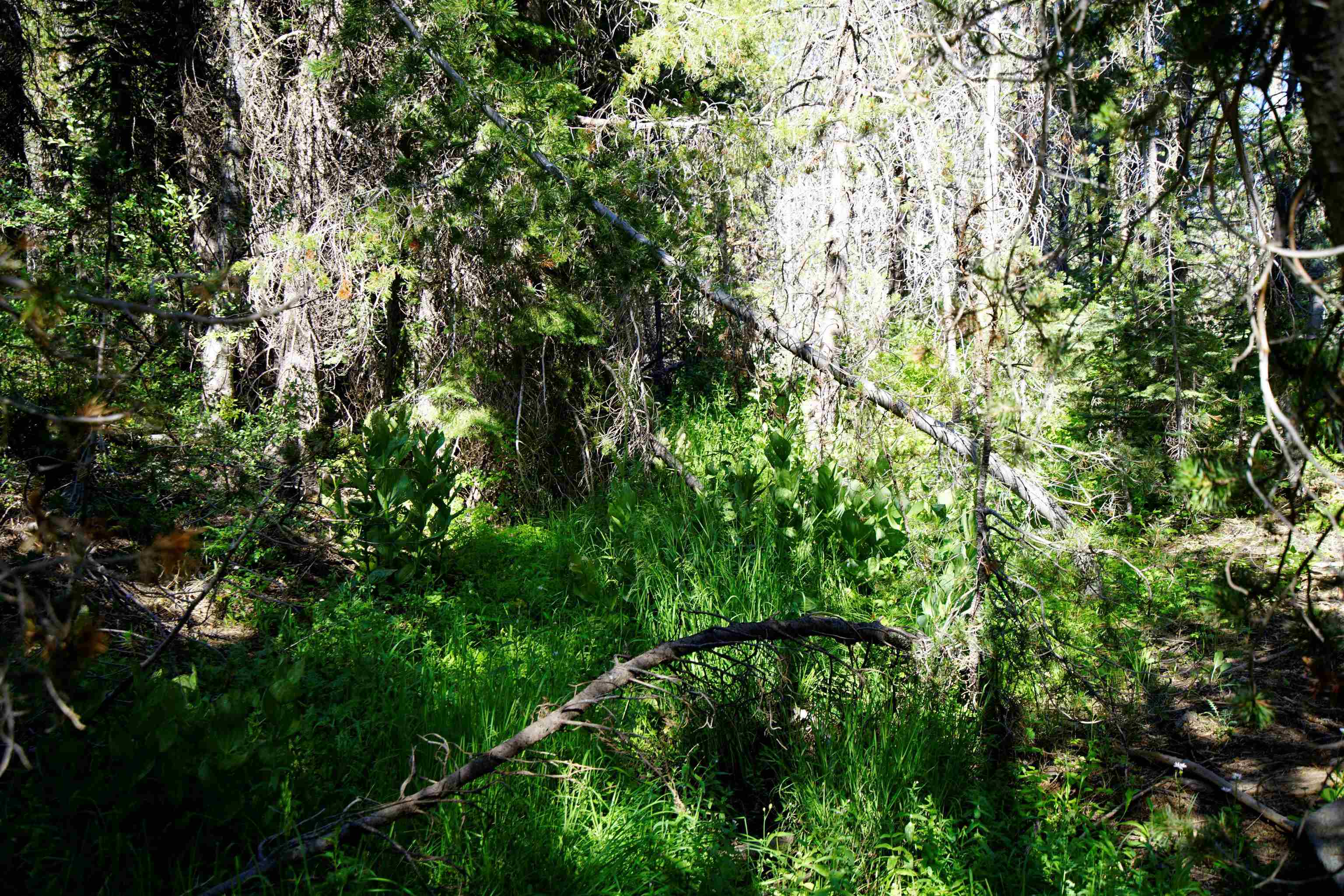 Forest Road Sierra City, CA 96125 - Photo 9 of 26 a view of a yard