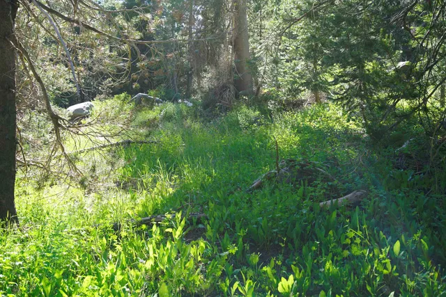 a plant of lots of trees