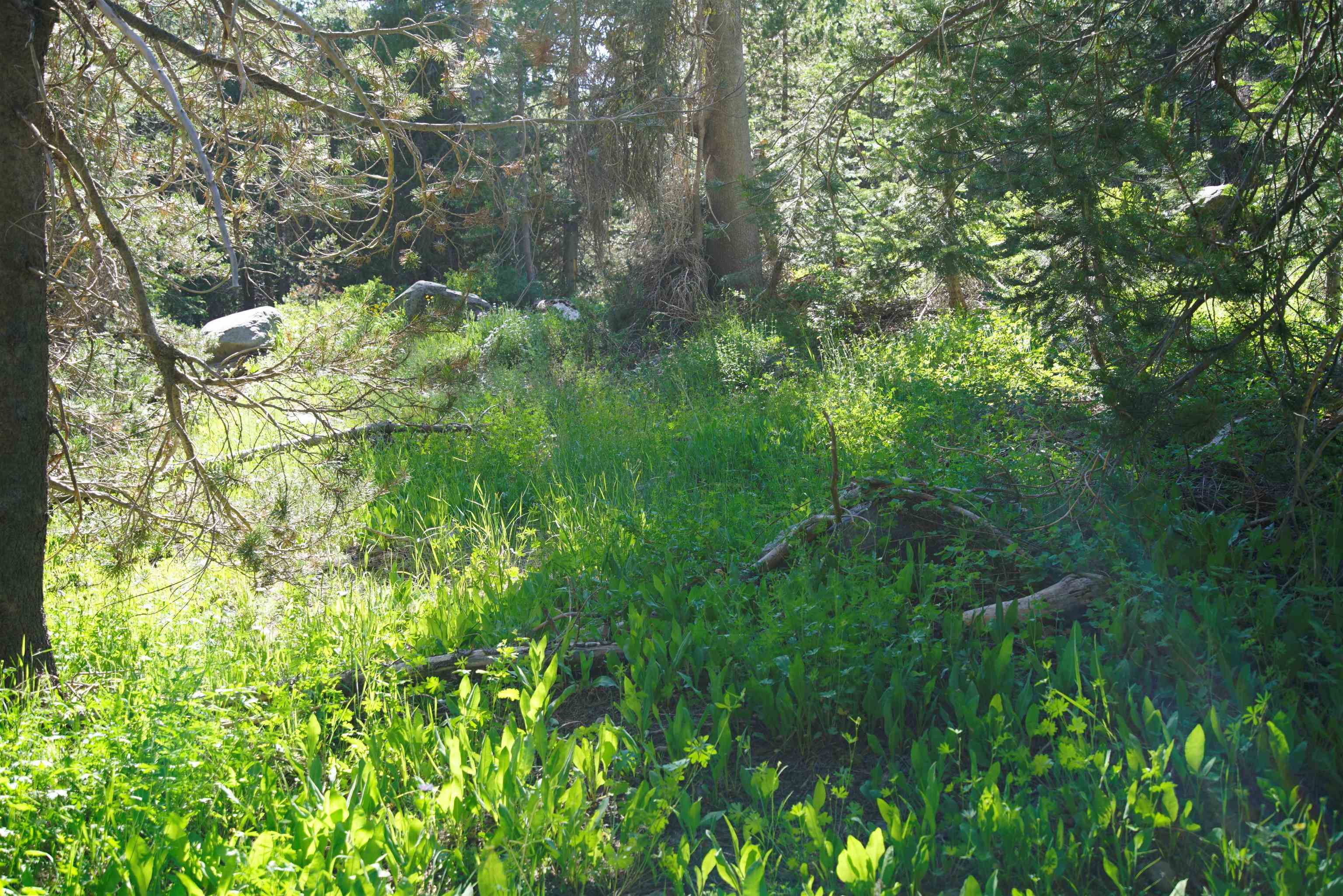 Forest Road Sierra City, CA 96125 - Photo 10 of 26 a plant of lots of trees