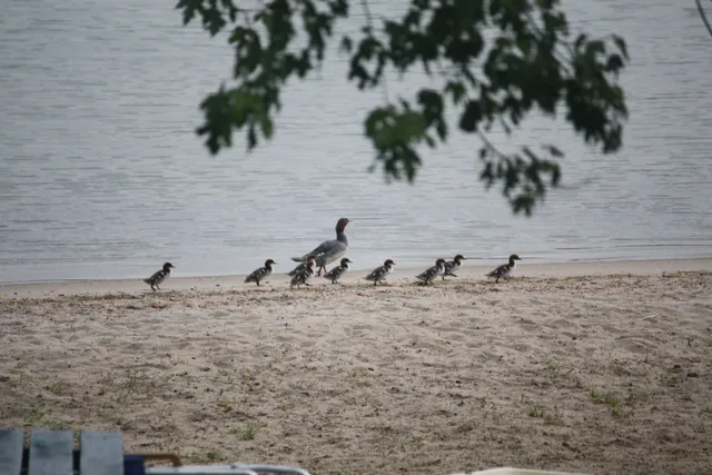 $1,999 | 135 West Shore Road, Unit COTTAGE #2, Bristol, NH 03222