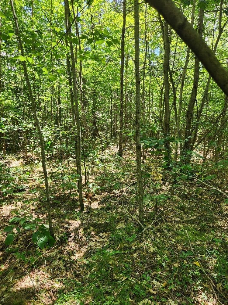 On Prairie Lake Road, Unit LOTS 58 Tomahawk, WI 54487 - Photo 18 of 30 Gallery Image 18