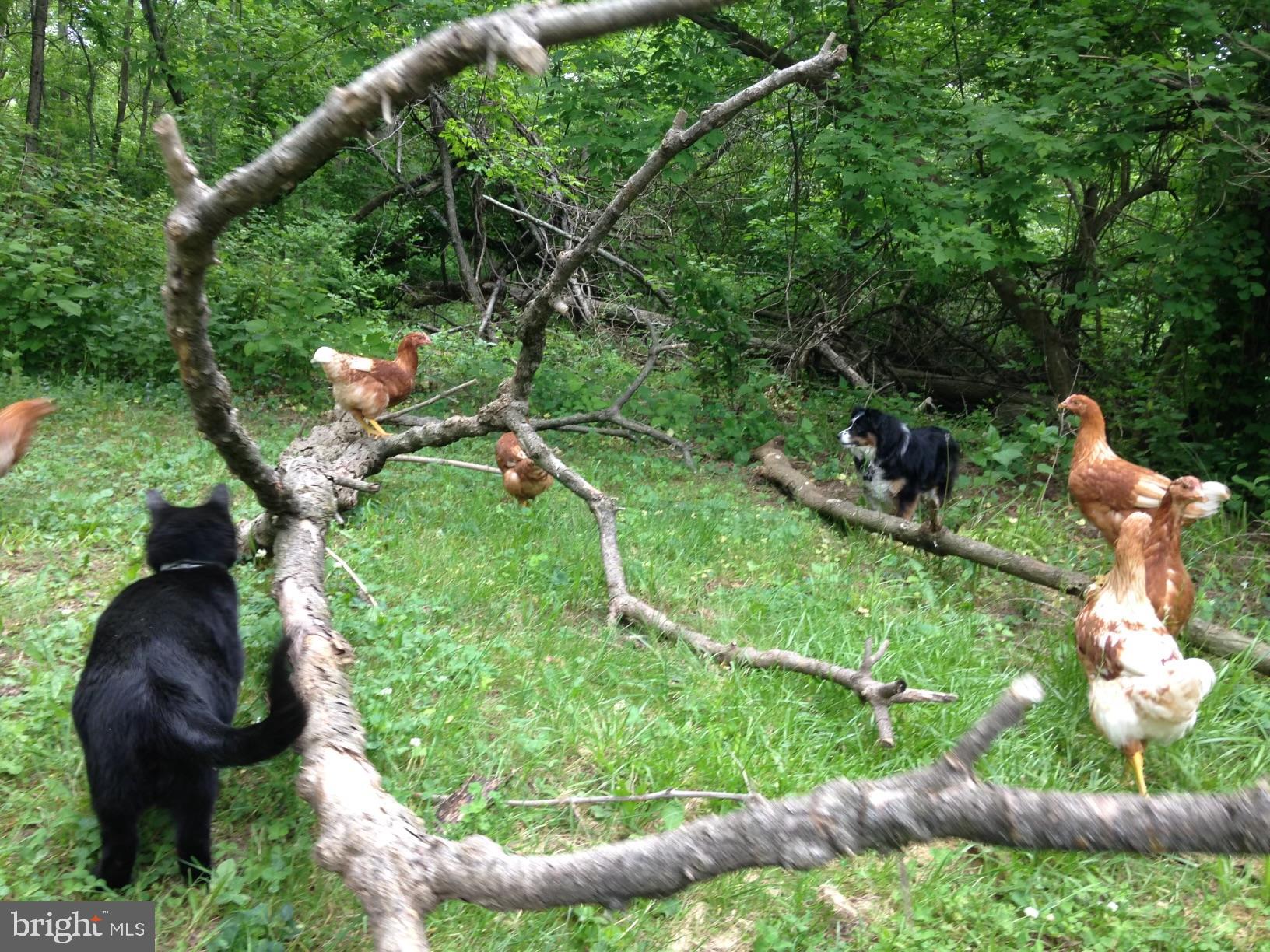 2945 Appledale Road Eagleville, PA 19403 - Photo 54 of 71 Chickens